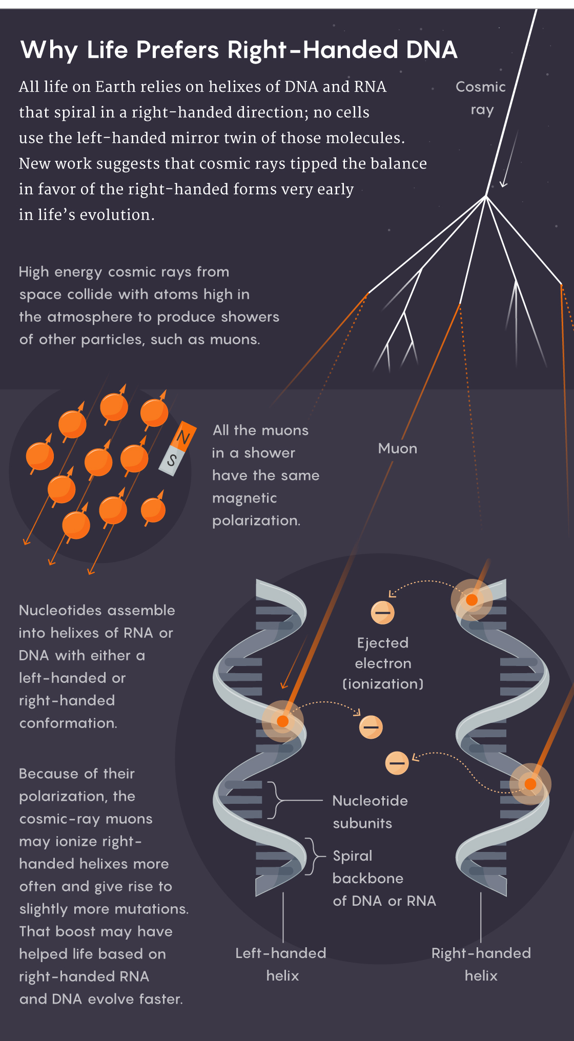 Figure that explains why life on Earth is based exclusively on right-handed DNA and RNA.