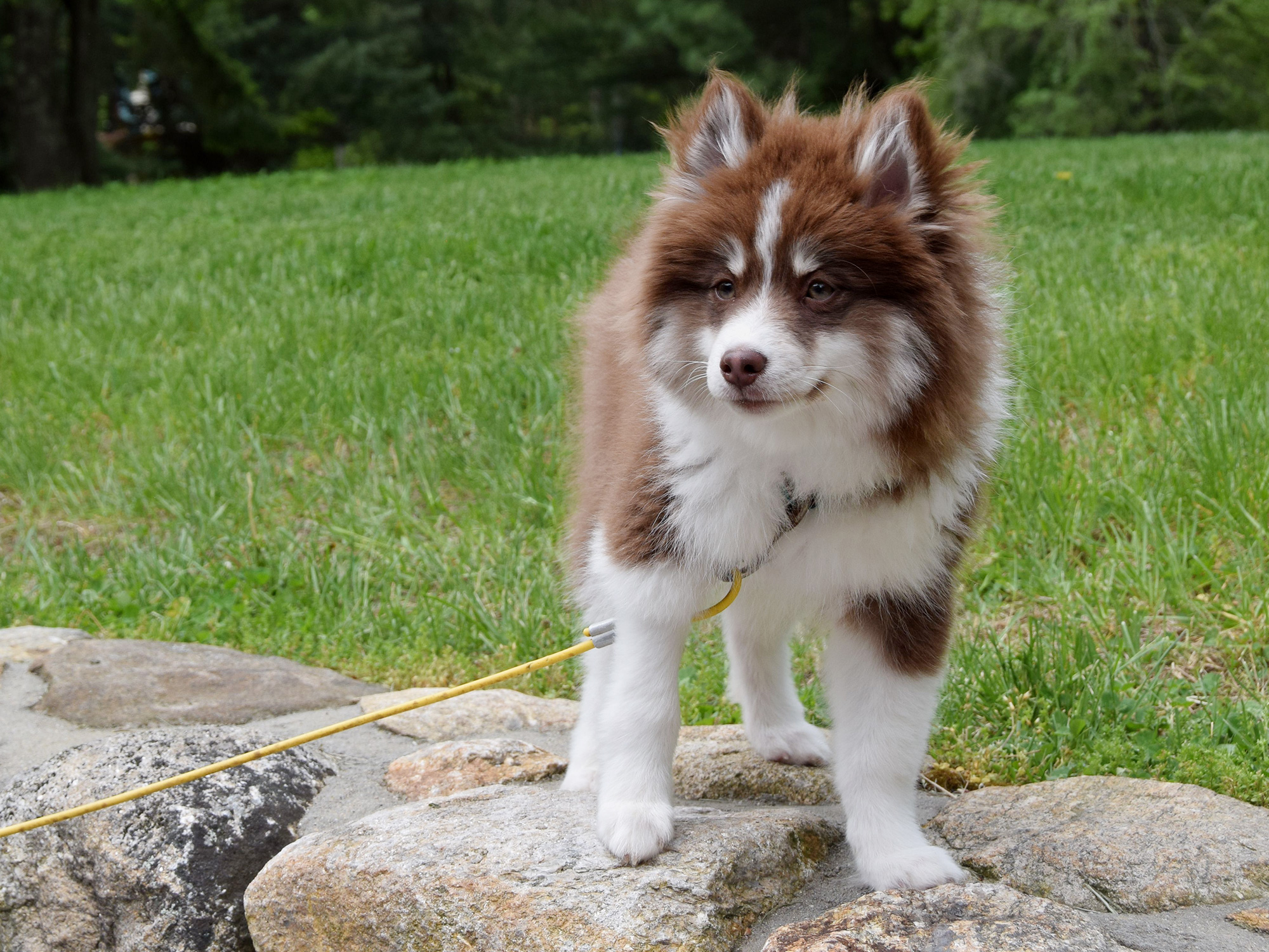 A photo of Dax, the Pomsky puppy belonging to the author’s nephew.