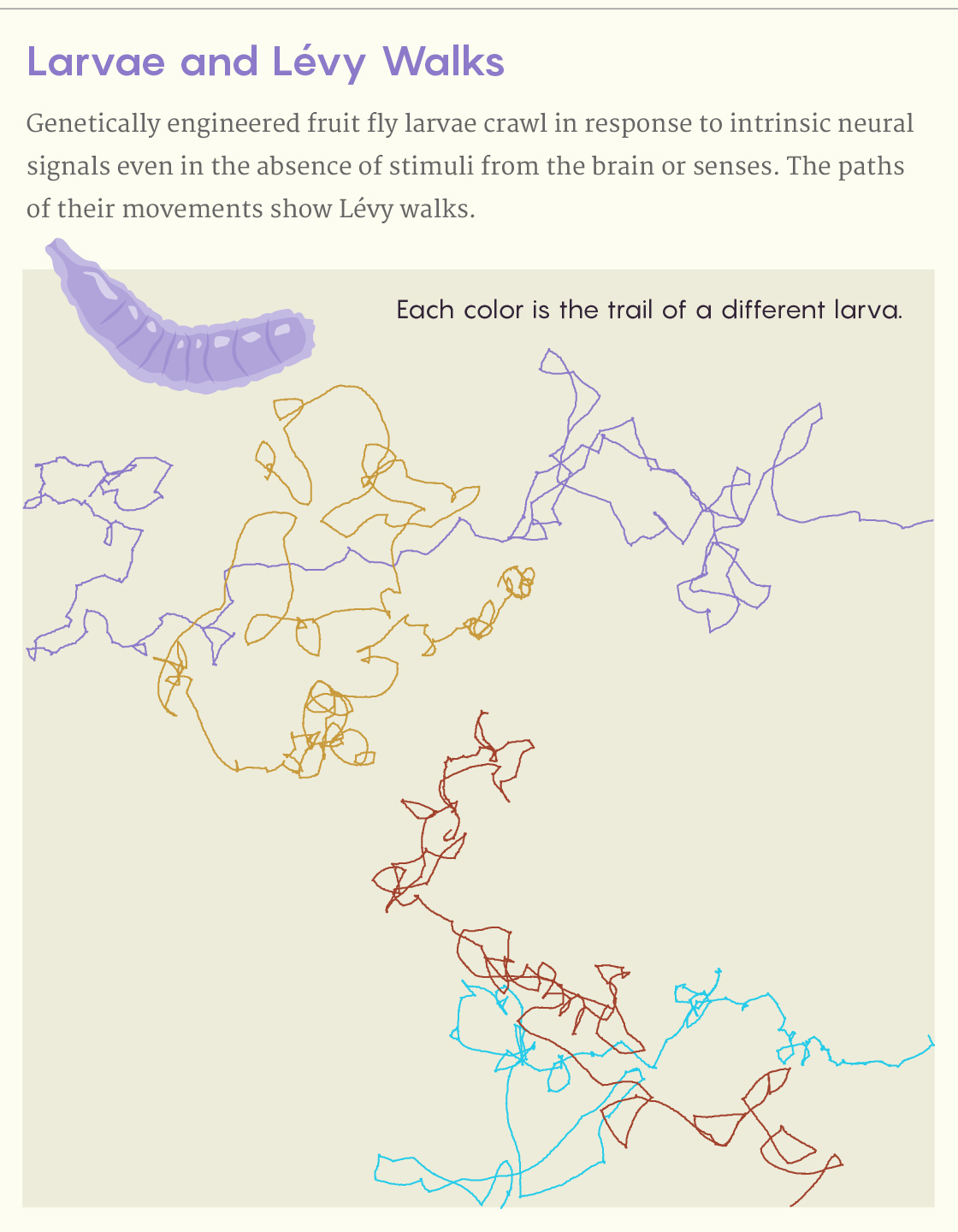 Tracking data from insensate larvae that show they move in Lévy walks.