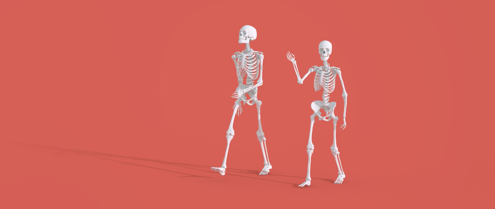 The skeletons of a man and woman, showing the difference in their heights.