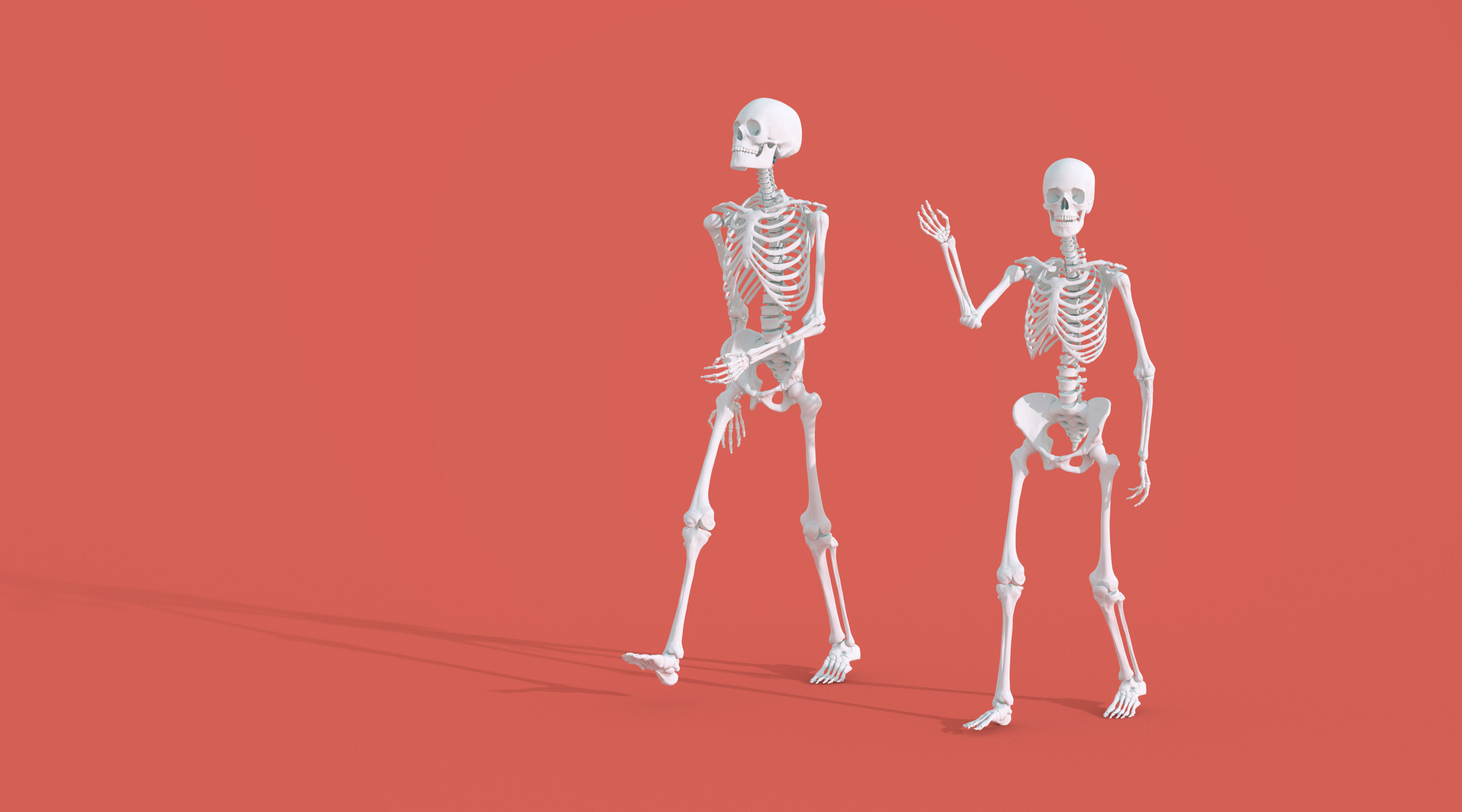 The skeletons of a man and woman, showing the difference in their heights.