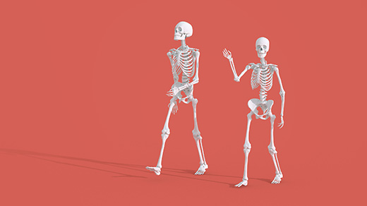 The skeletons of a man and woman, showing the difference in their heights.