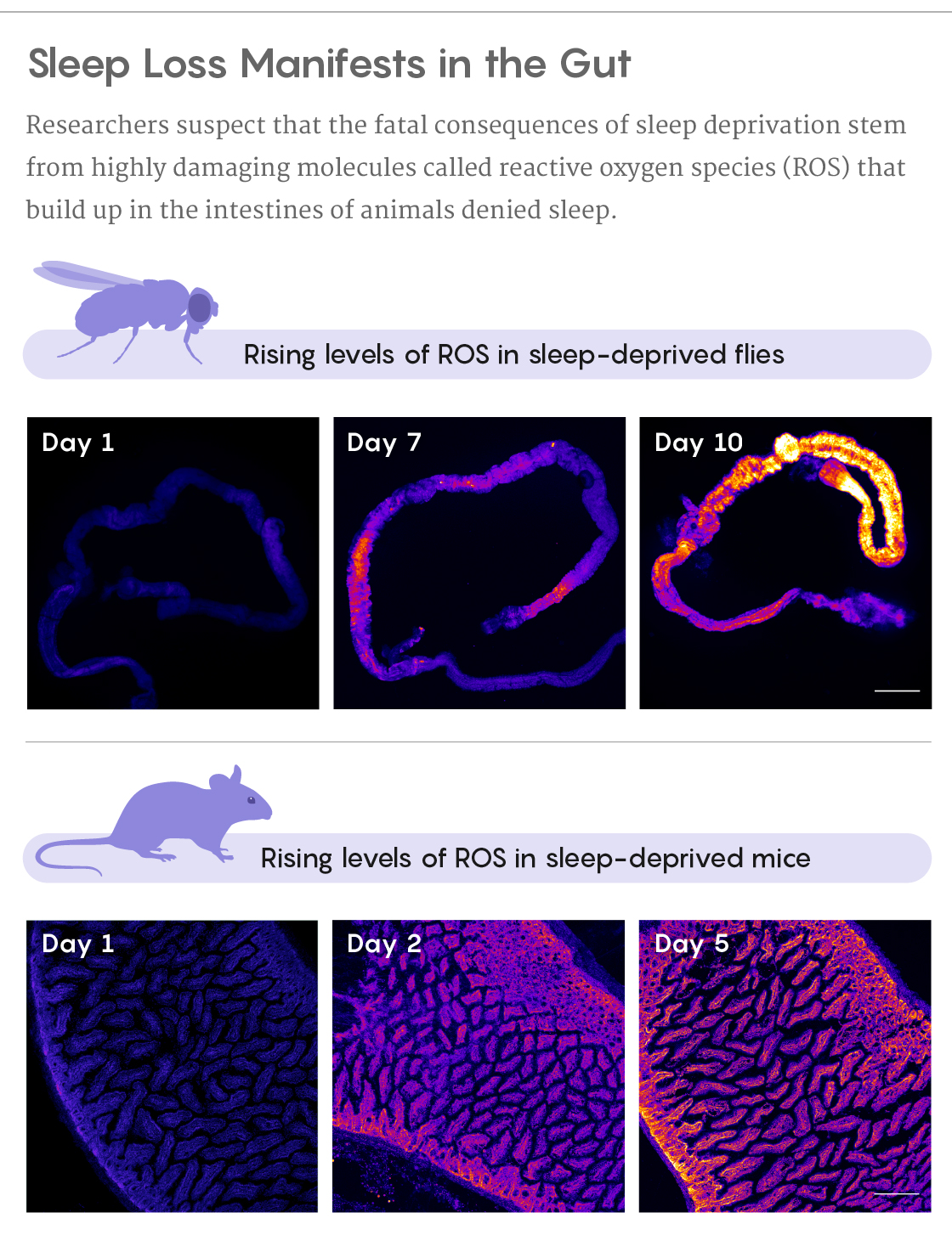 A set of fluorescence micrographs showing the accumulation of Reactive Oxygen Species in the intestines of sleep-deprived flies and mice.