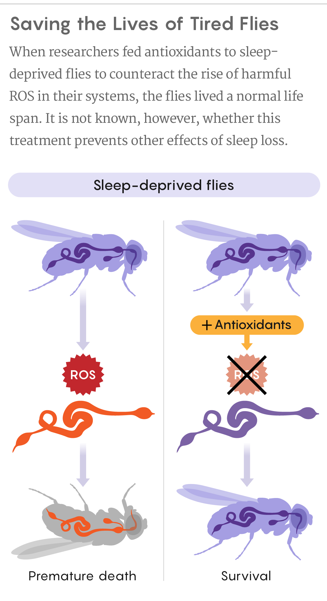 A figure showing how feeding antioxidants to sleep-deprived flies enabled them to live a normal life span.