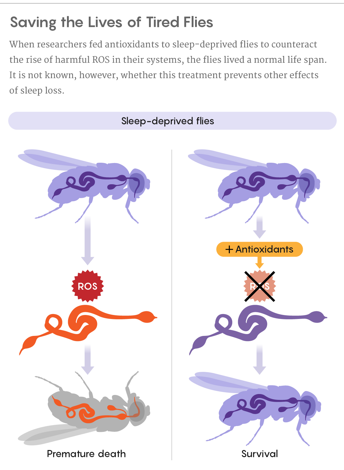 A figure showing how feeding antioxidants to sleep-deprived flies enabled them to live a normal life span.