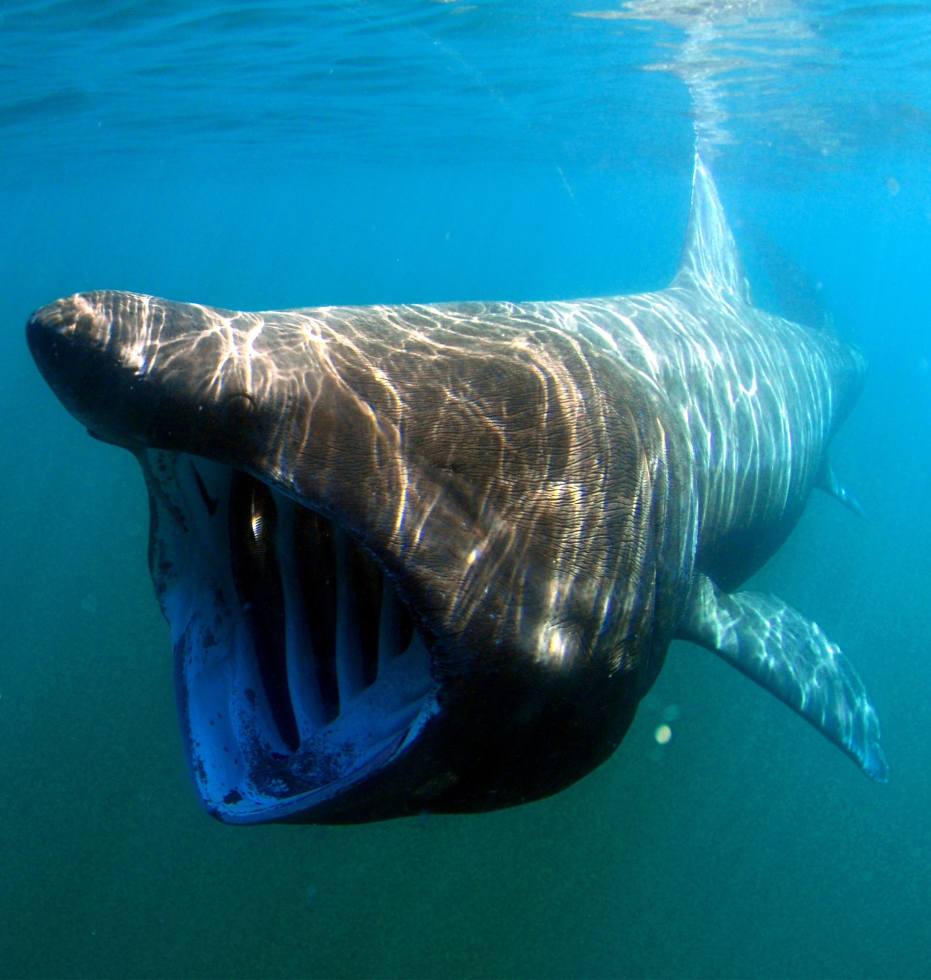 Photo of basking shark.