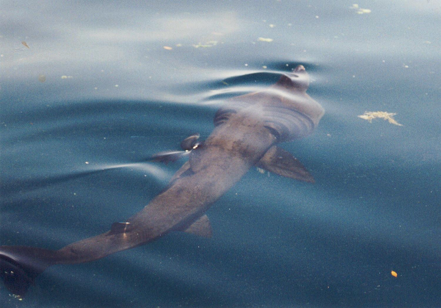 Photo of a basking shark.