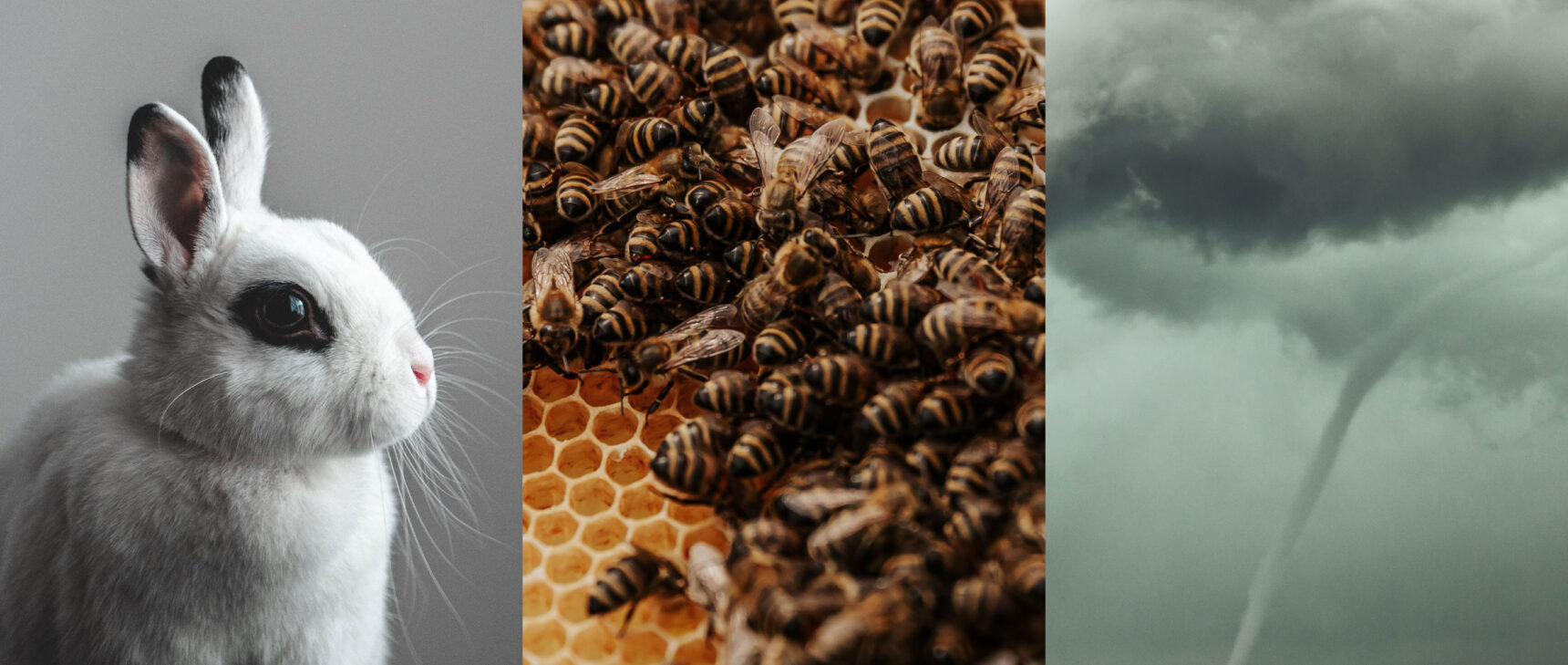 Side-by-side images of a rabbit, bees in a hive, and a tornado.