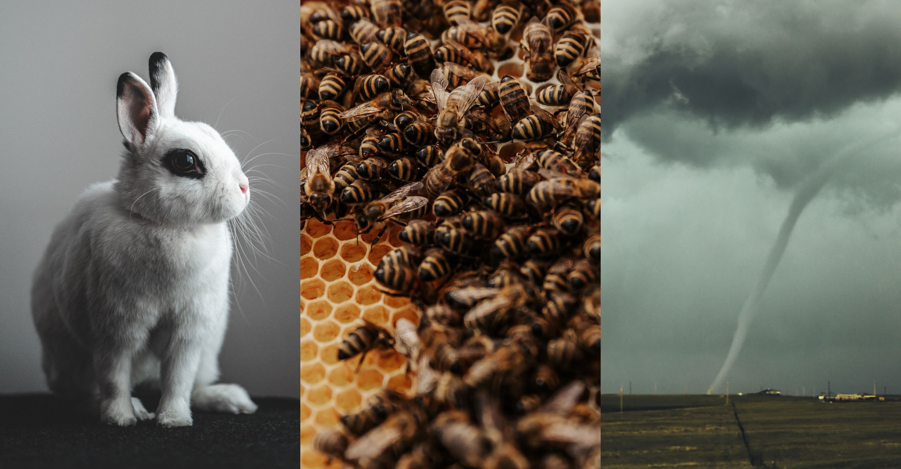 Side-by-side images of a rabbit, bees in a hive, and a tornado.