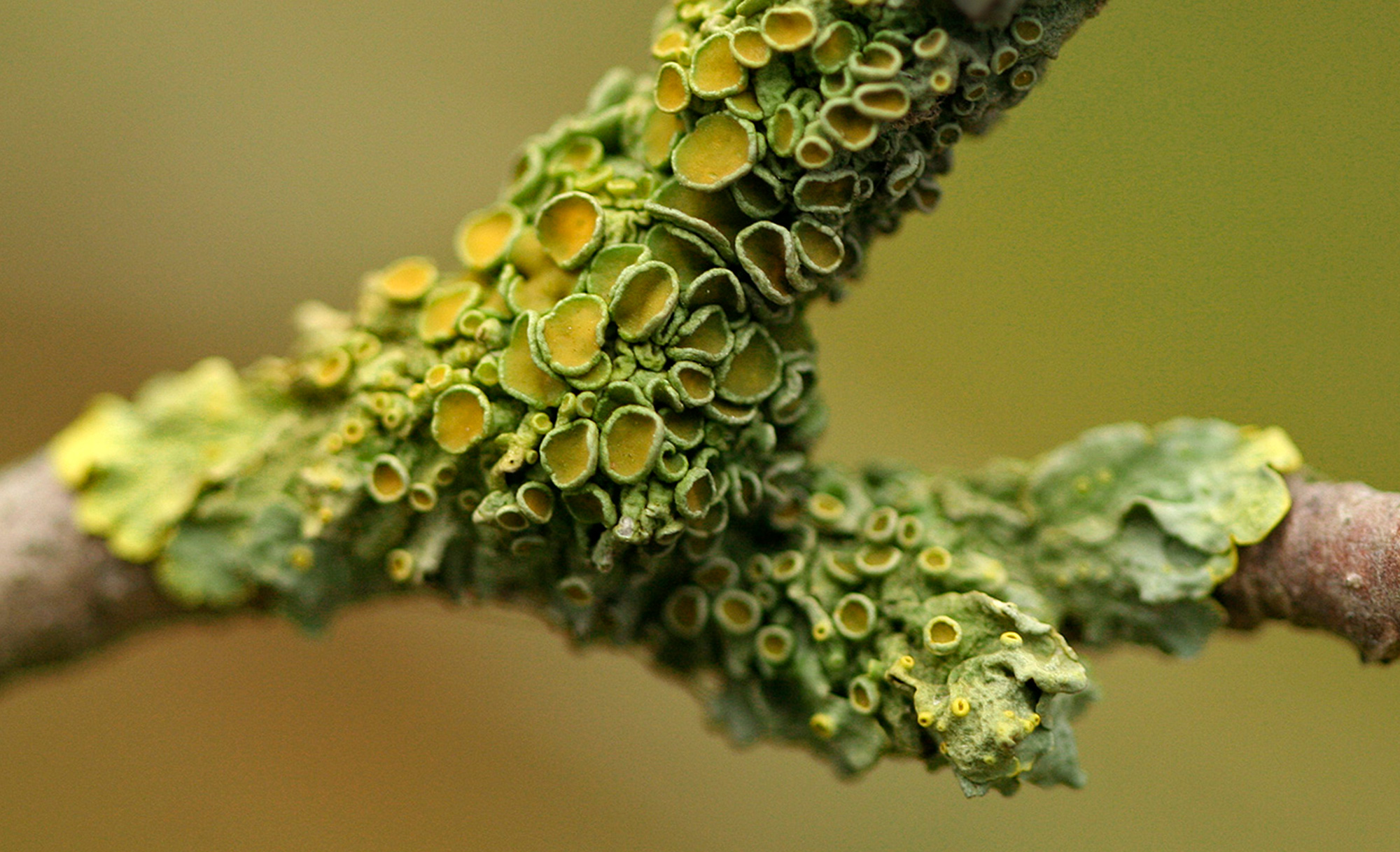 Lichens growing on a branch.