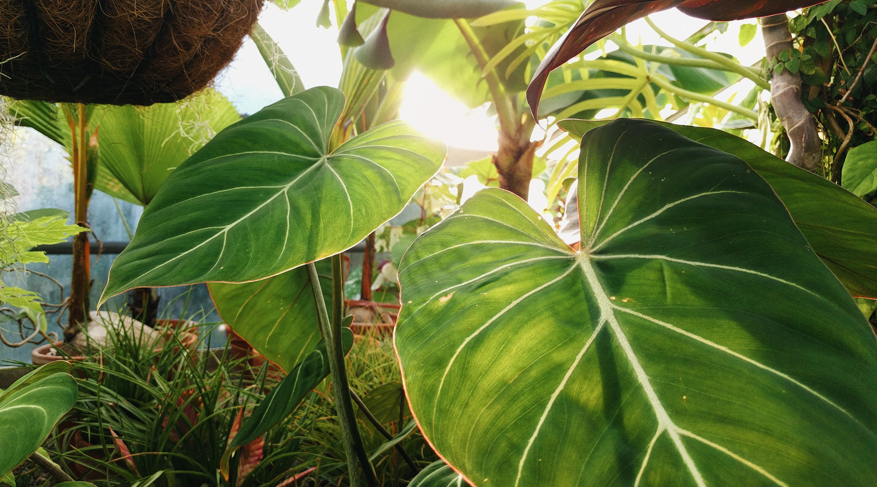 Photo of green leafy plants in close-up.