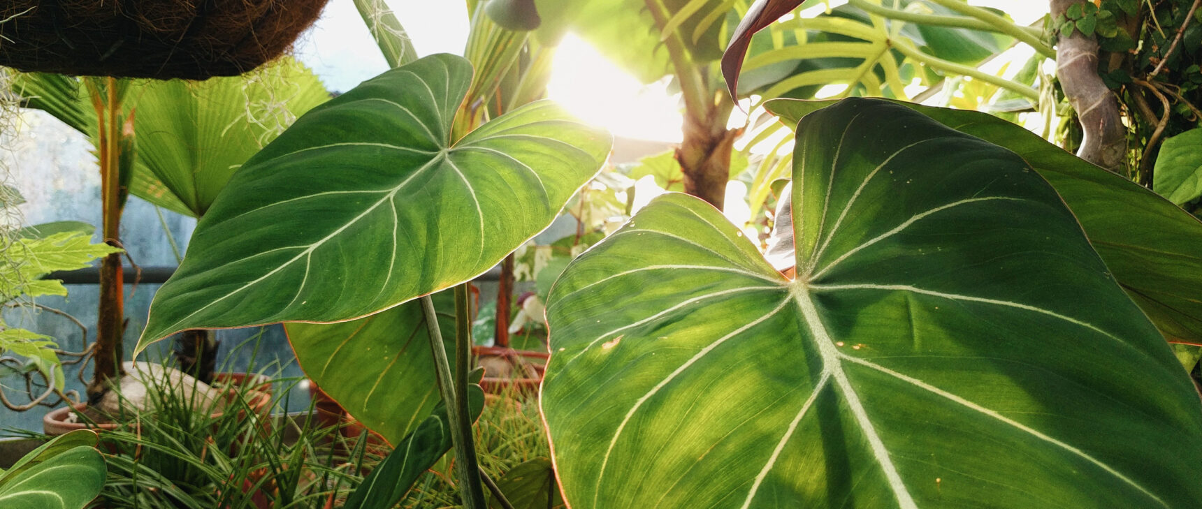 Photo of green leafy plants in close-up.