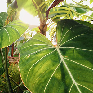 Photo of green leafy plants in close-up.