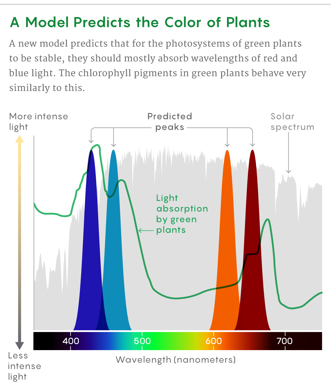 A figure that compares the absorption peaks for chlorophyll with the peaks predicted by the new model.