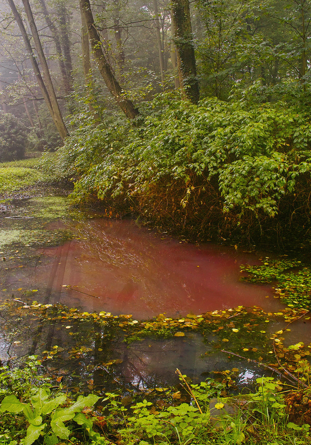 Photo of a pond that looks red.