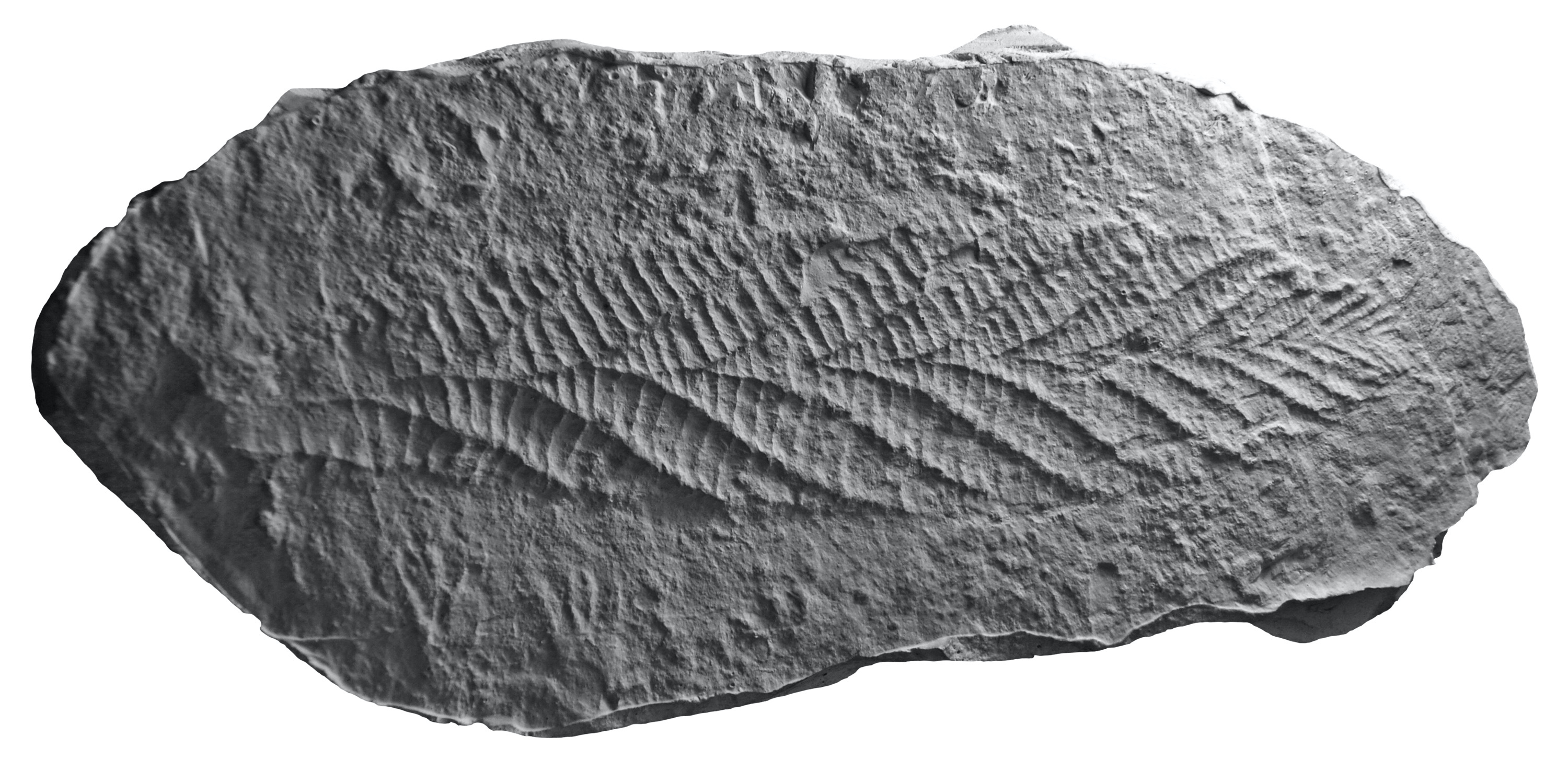 Fossil of a rangeomorph.