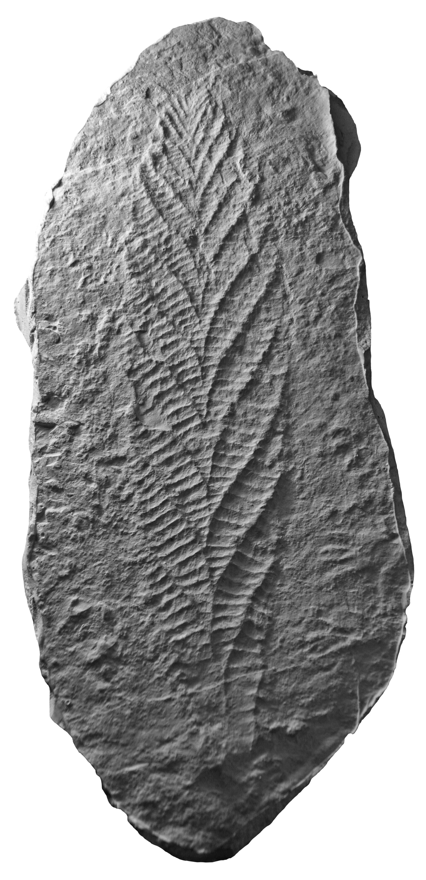 Fossil of a rangeomorph.