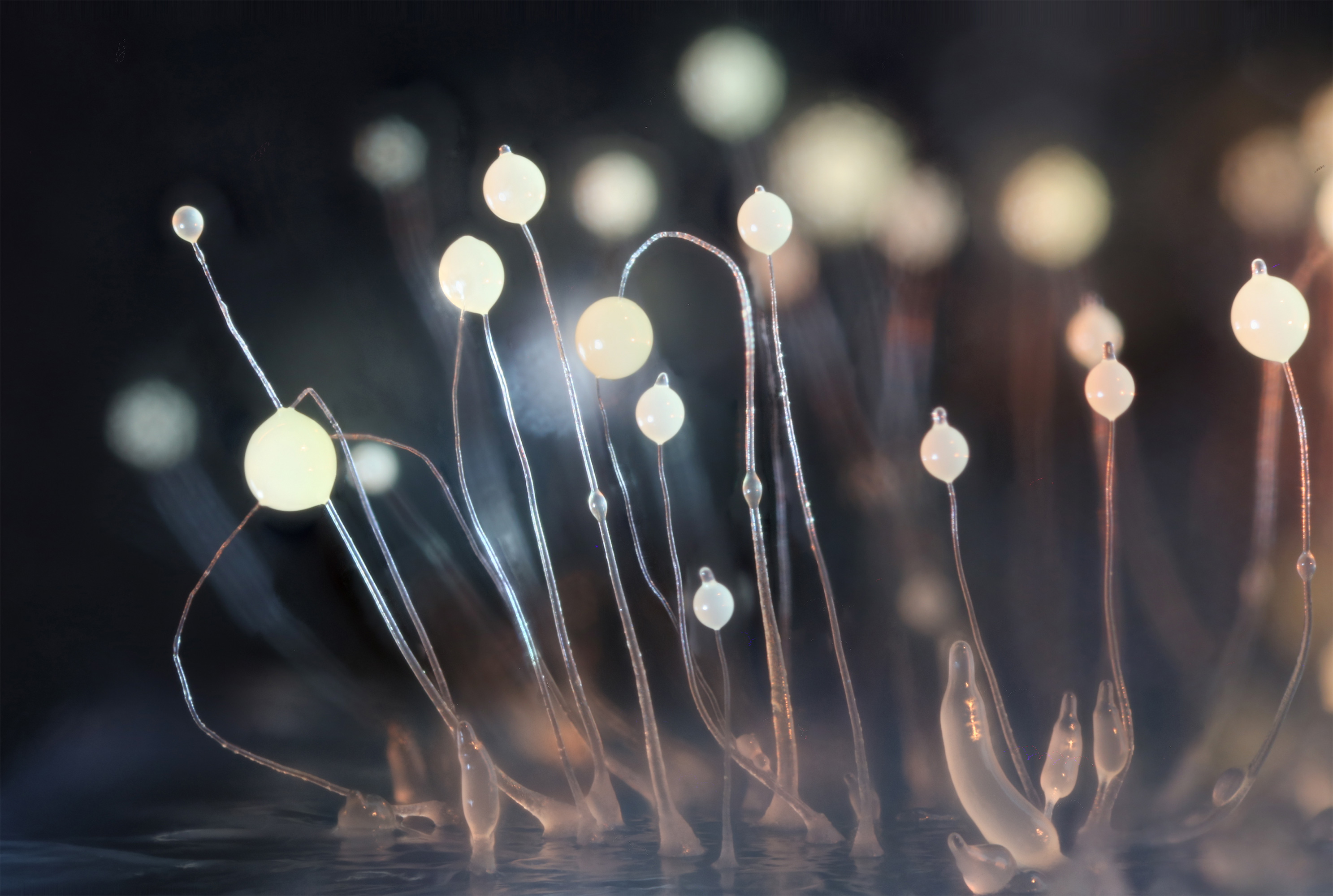 Stalks growing in a cellular slime mold.