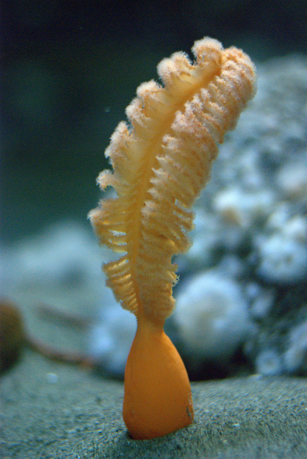 Sea pen.