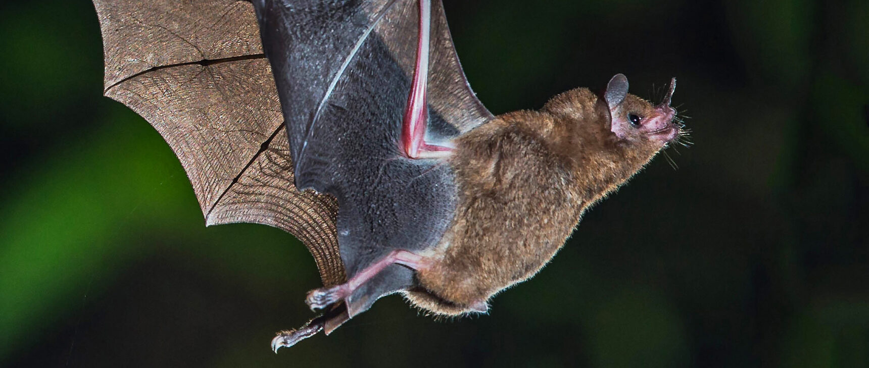 Photograph of a bat in flight.