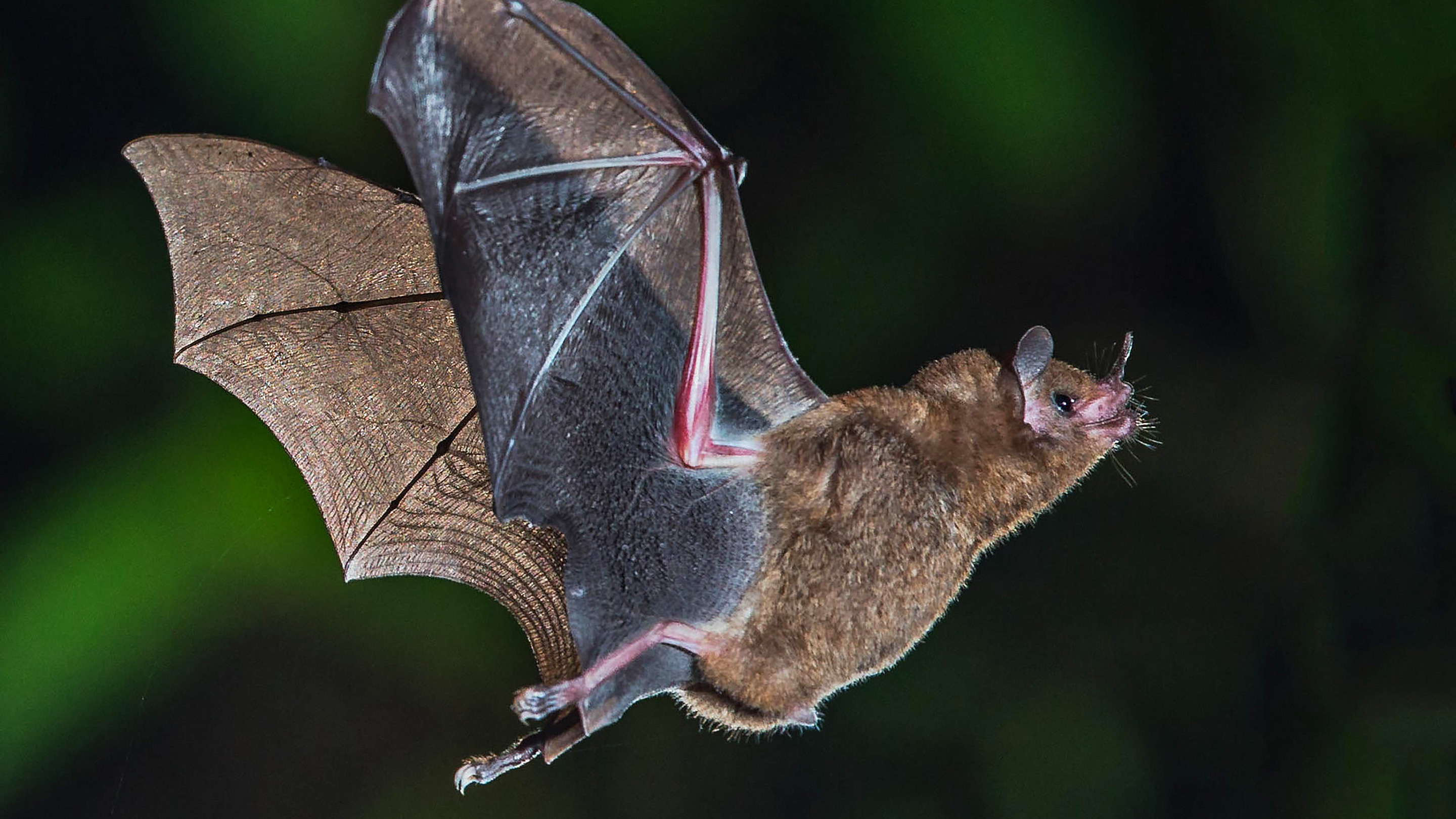 Photograph of a bat in flight.