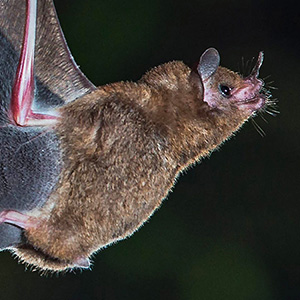 Photograph of a bat in flight.