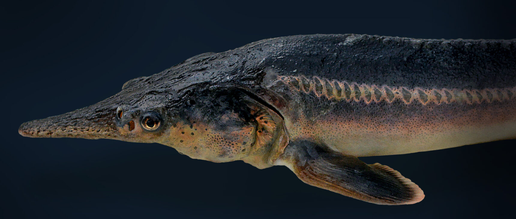 Photo of one of the Russian sturgeon-paddlefish hybrids called sturddlefish.