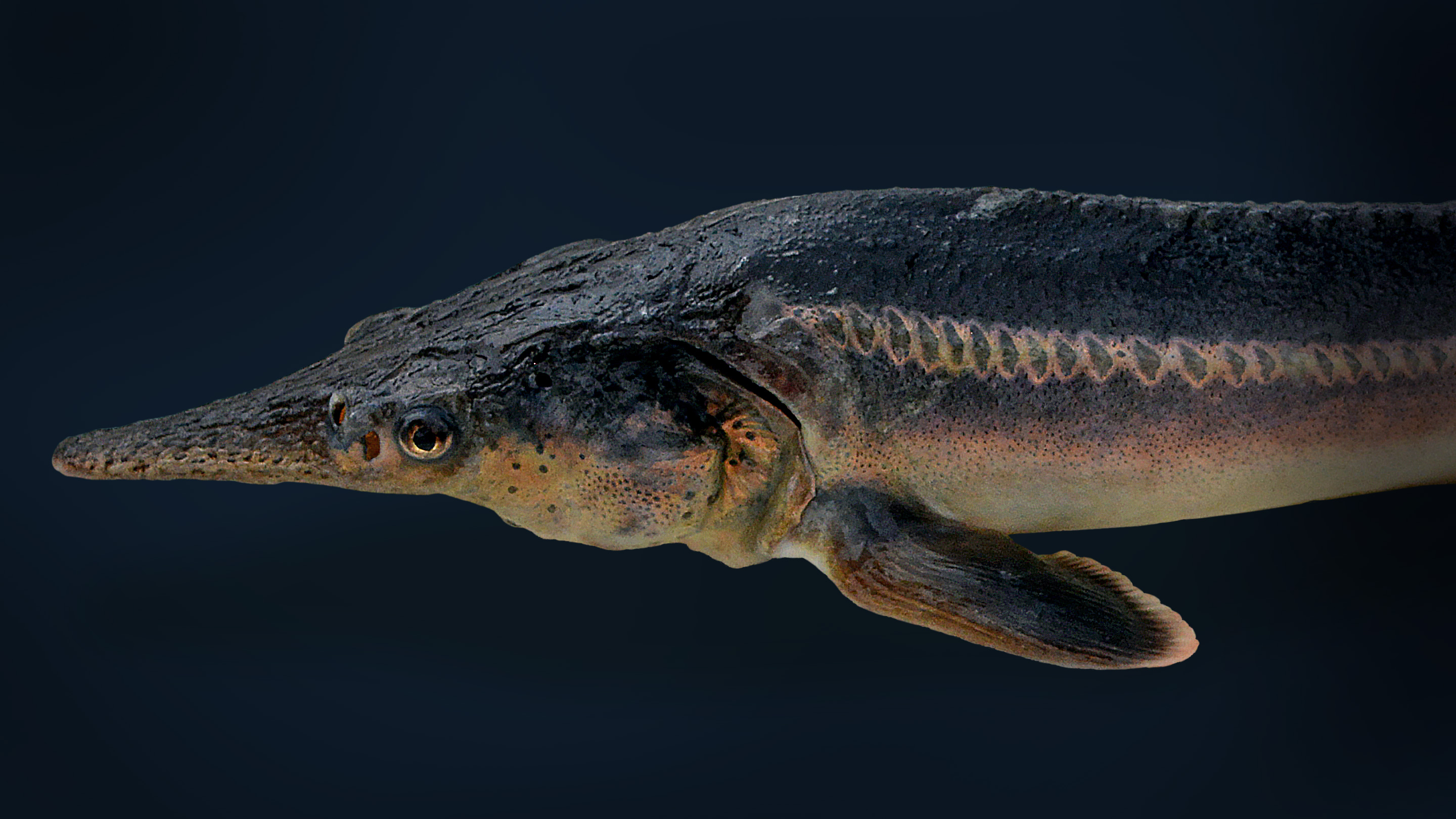 Photo of one of the Russian sturgeon-paddlefish hybrids called sturddlefish.