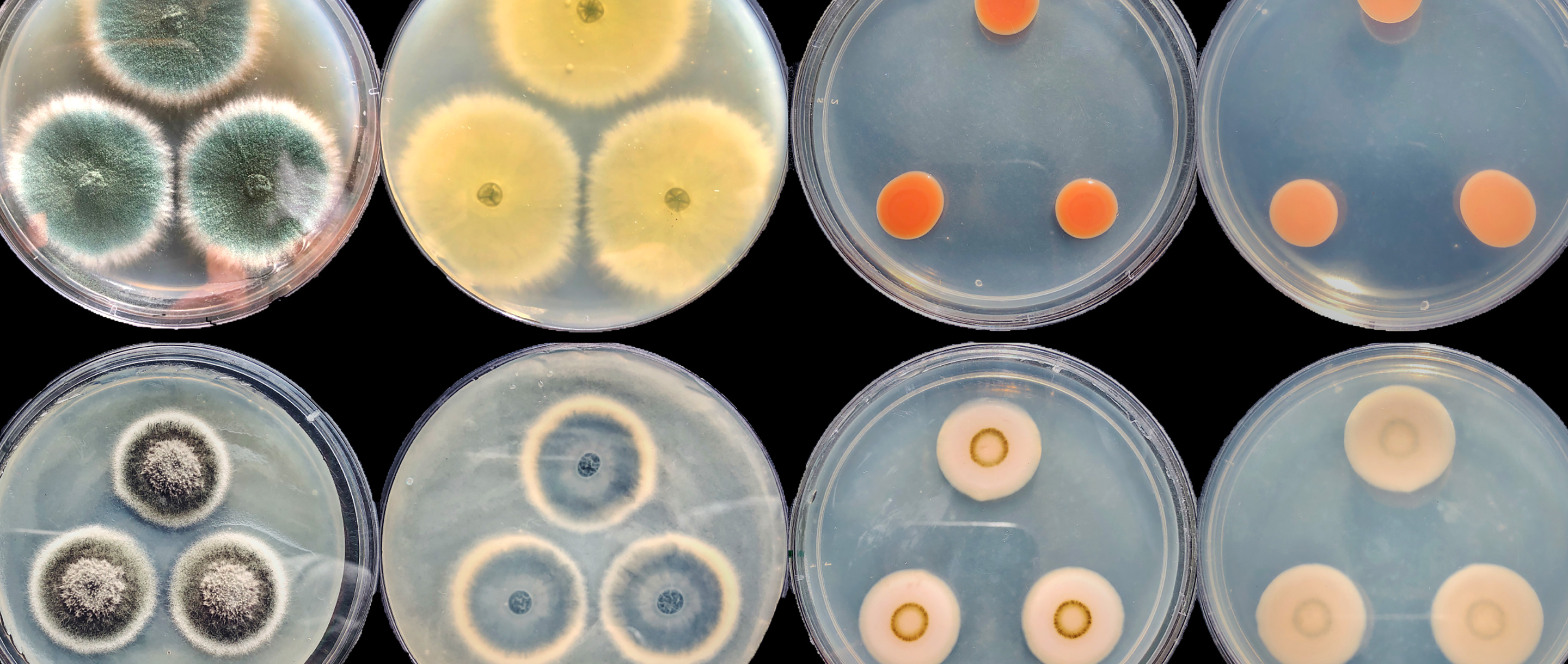 Photo of 12 petri dishes holding brightly colored fungi.