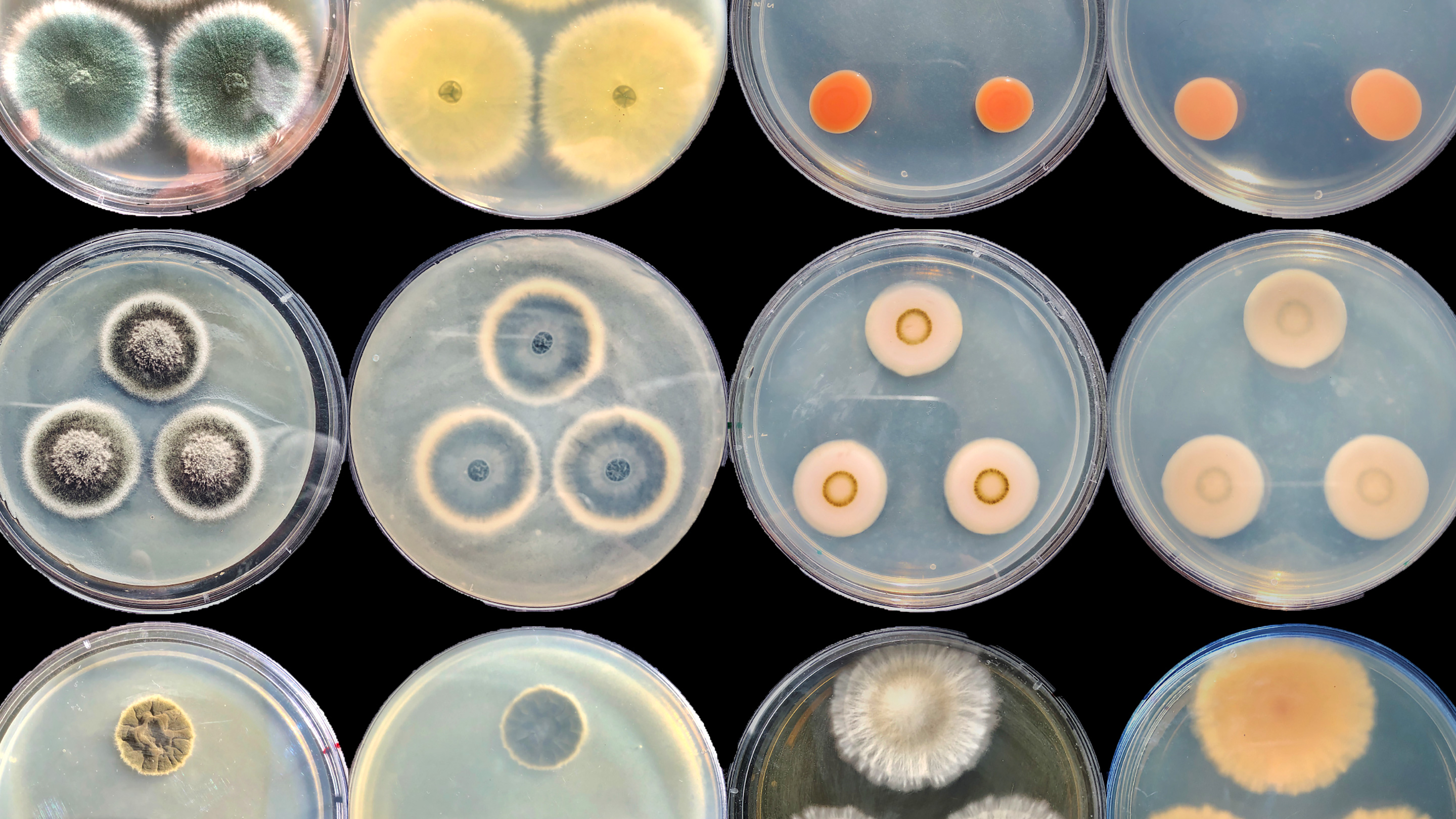 Photo of 12 petri dishes holding brightly colored fungi.