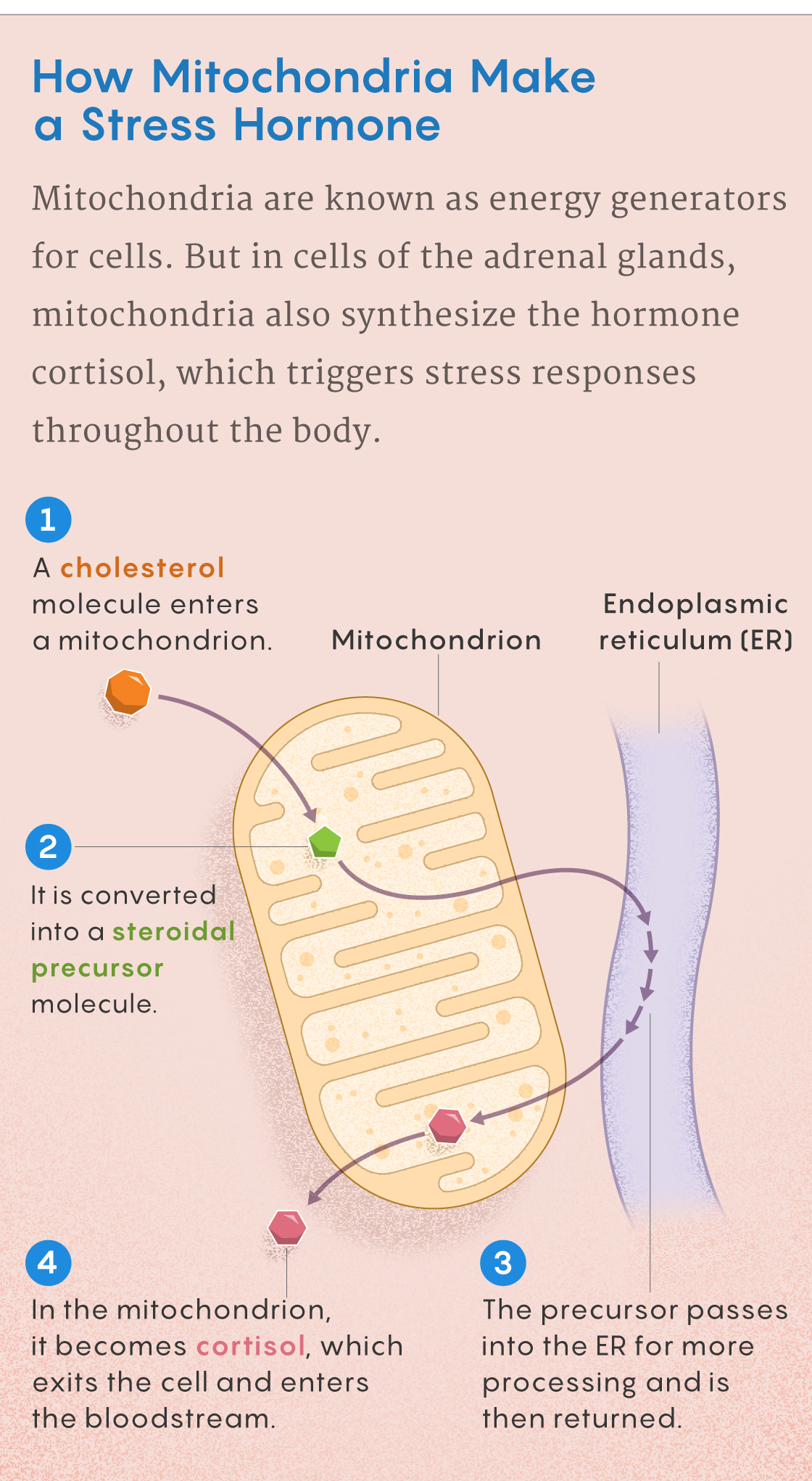 Figure that describes how mitochondria make cortisol.