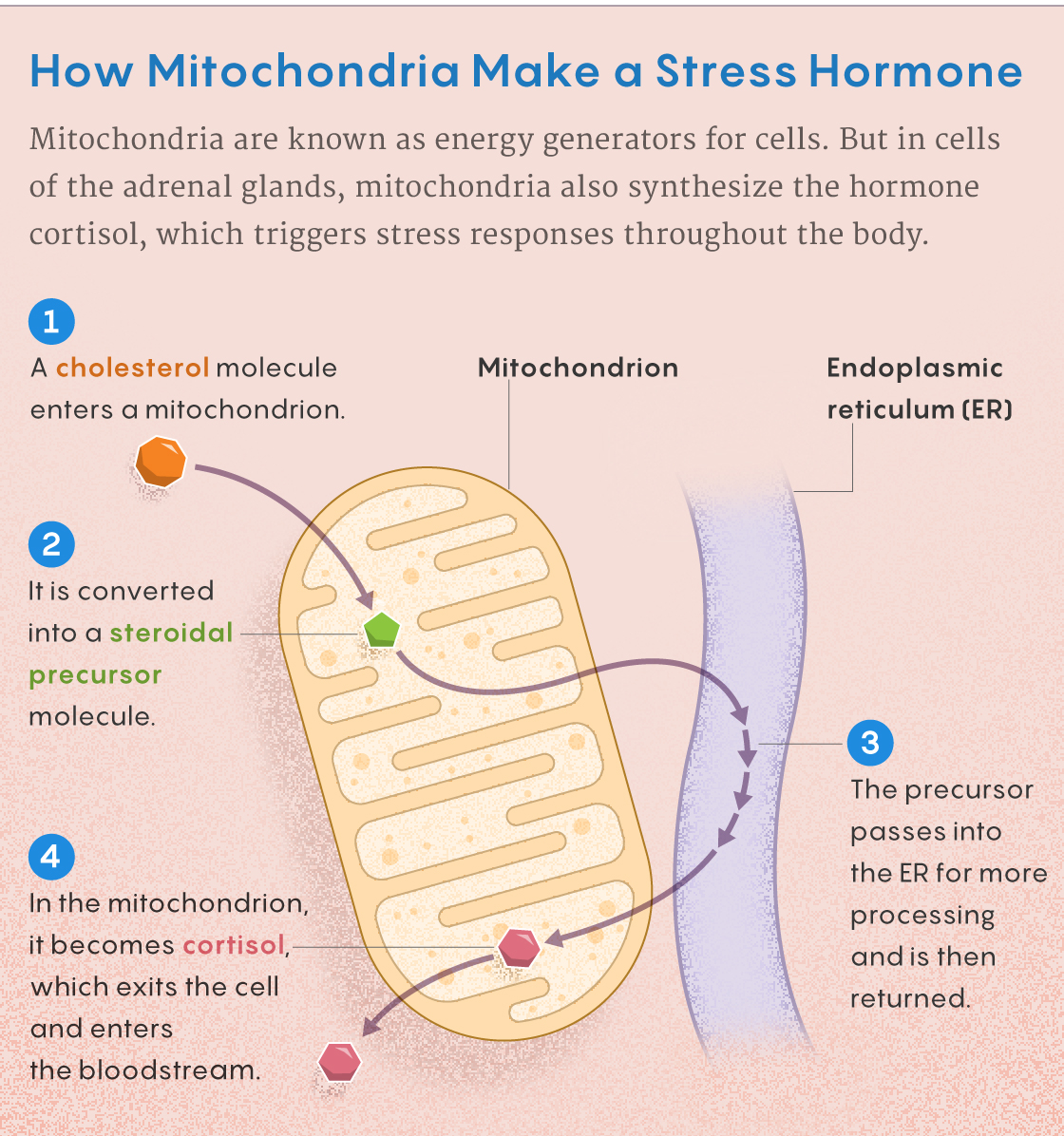 Figure that describes how mitochondria make cortisol.