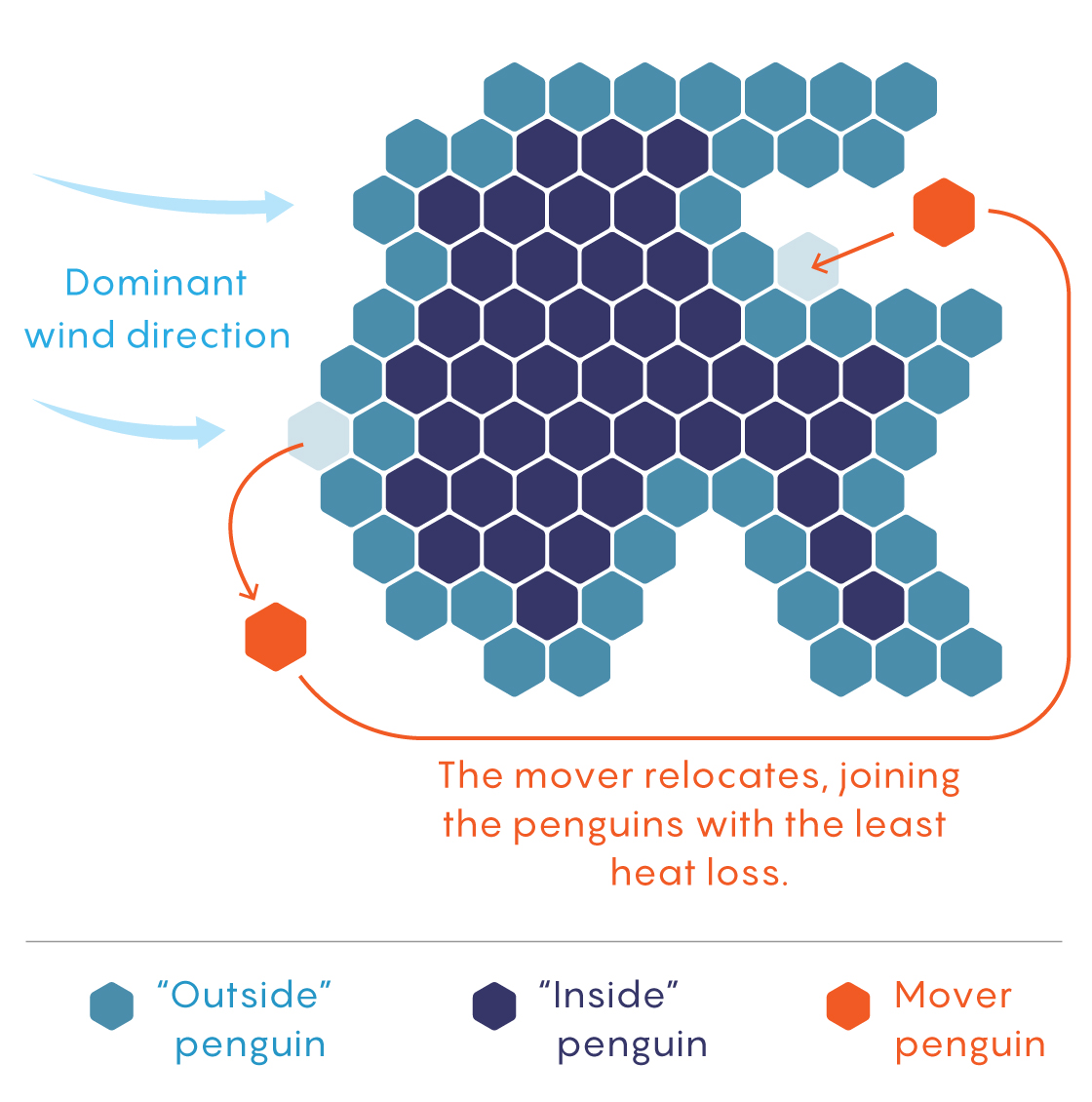 Graphic showing how a penguins moves from the colder side of a huddle to the warmer side, changing its shape