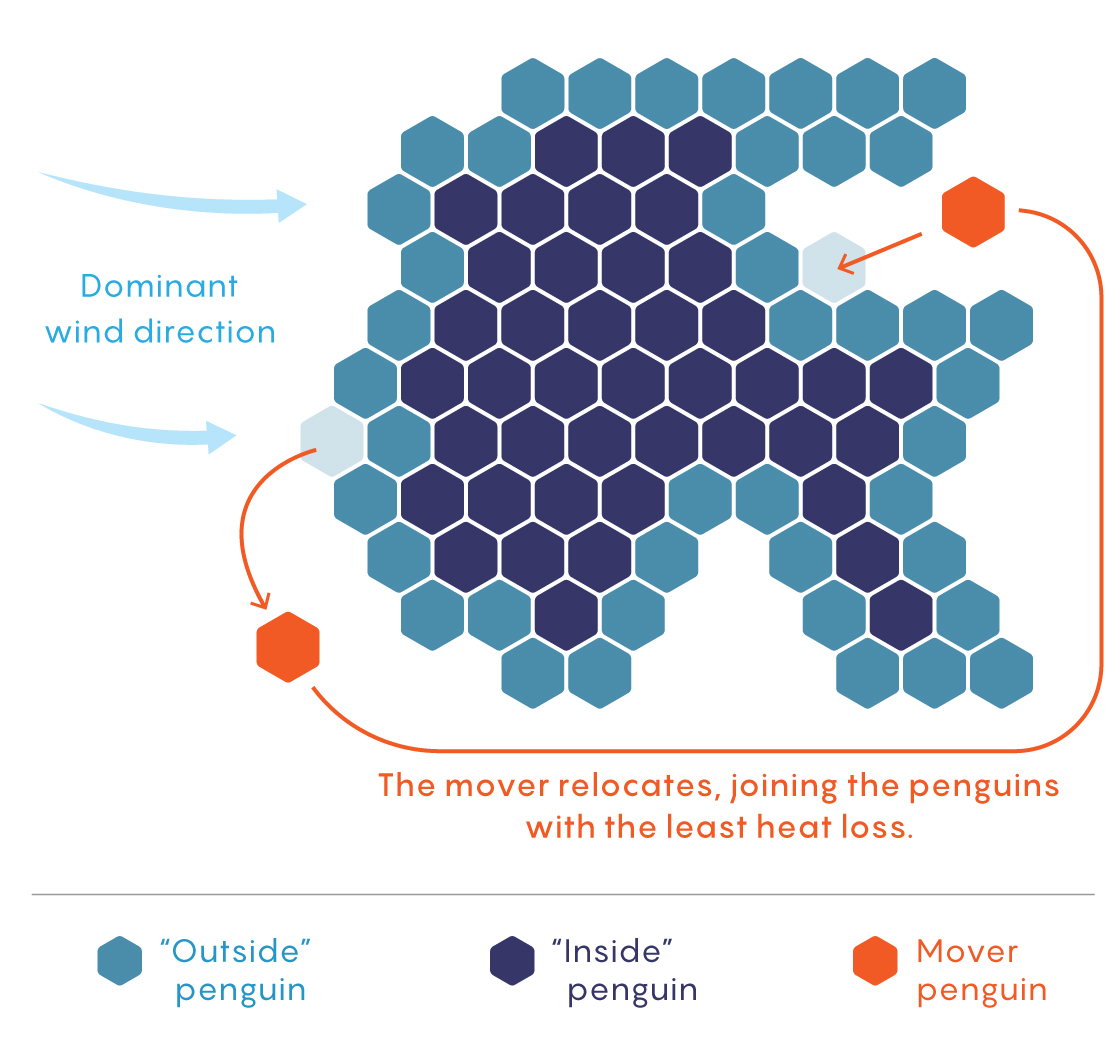 Graphic showing how a penguins moves from the colder side of a huddle to the warmer side, changing its shape