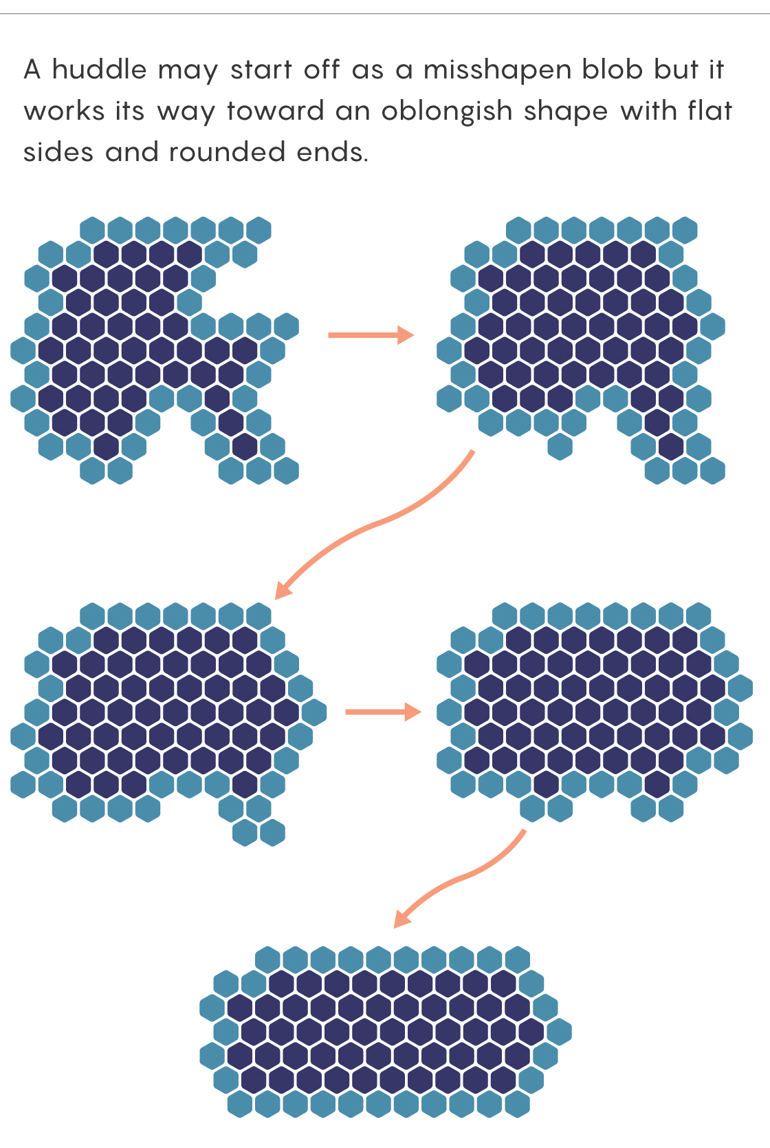 Graphic showing how individual penguin movements change a huddle’s shape over time