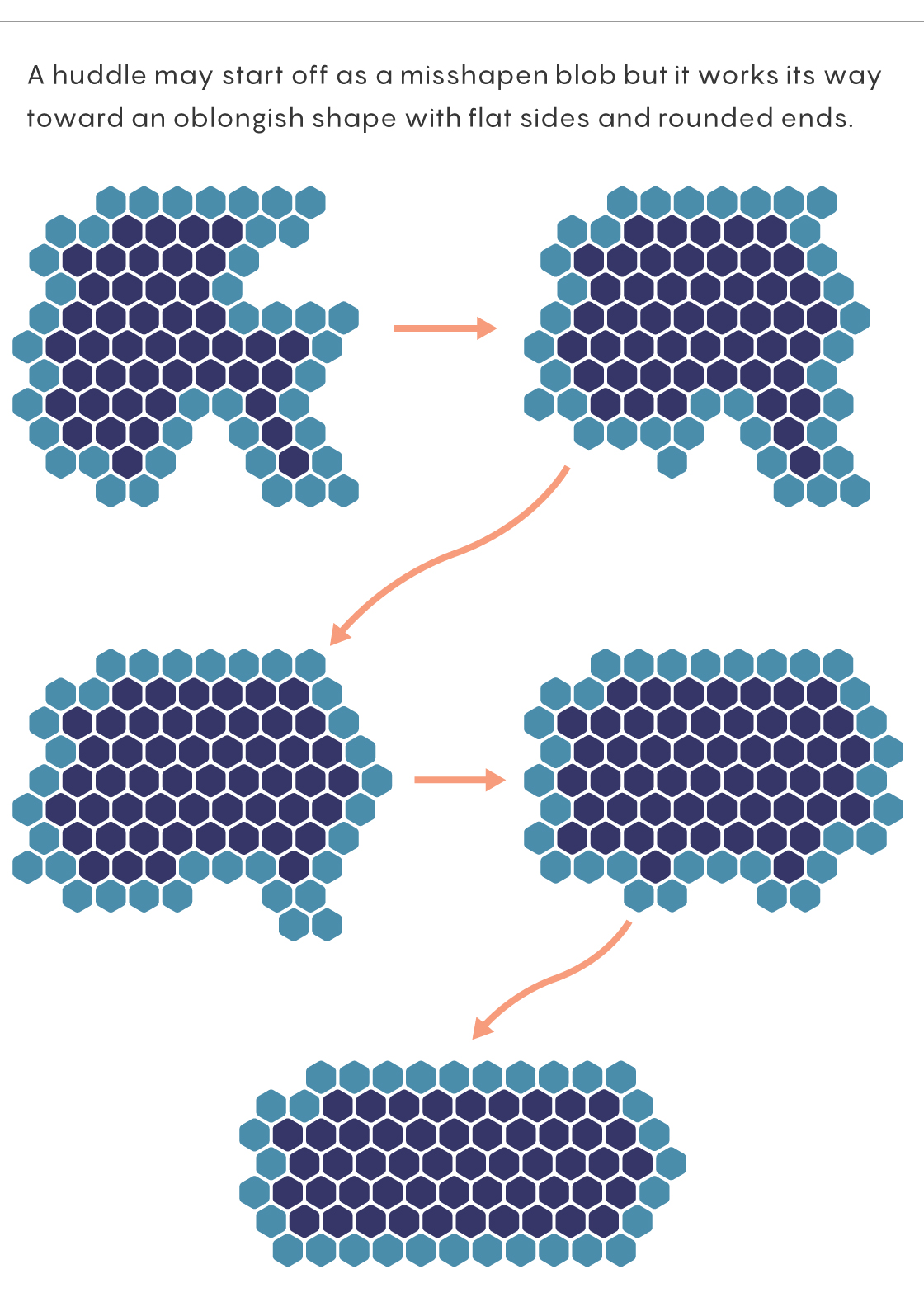 Graphic showing how individual penguin movements change a huddle’s shape over time