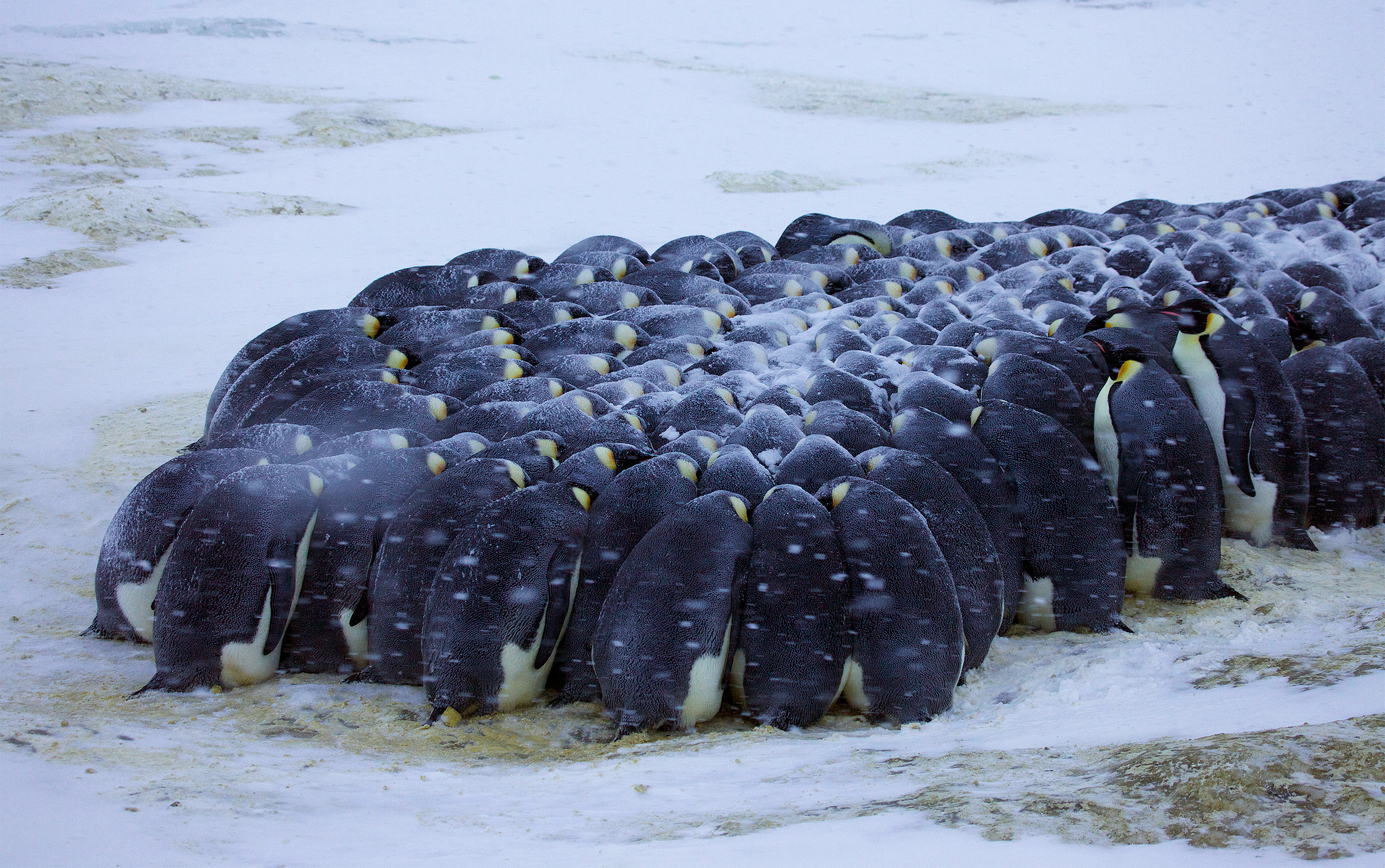 Photo of emperor penguins huddling together for warmth in snowy terrain