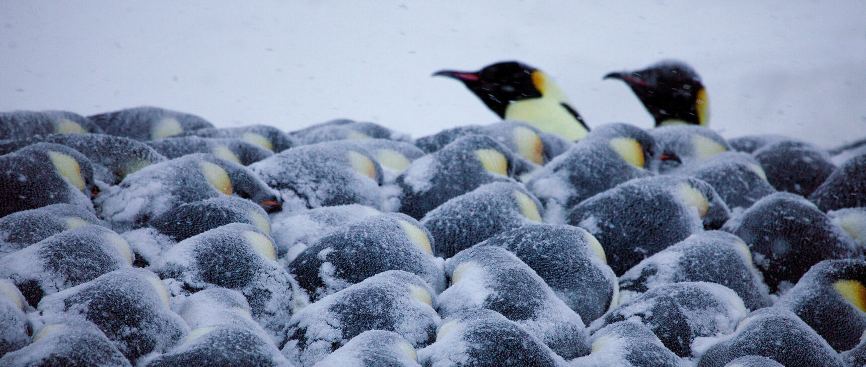 Photo of emperor penguins huddling together for warmth, with two sticking their heads out