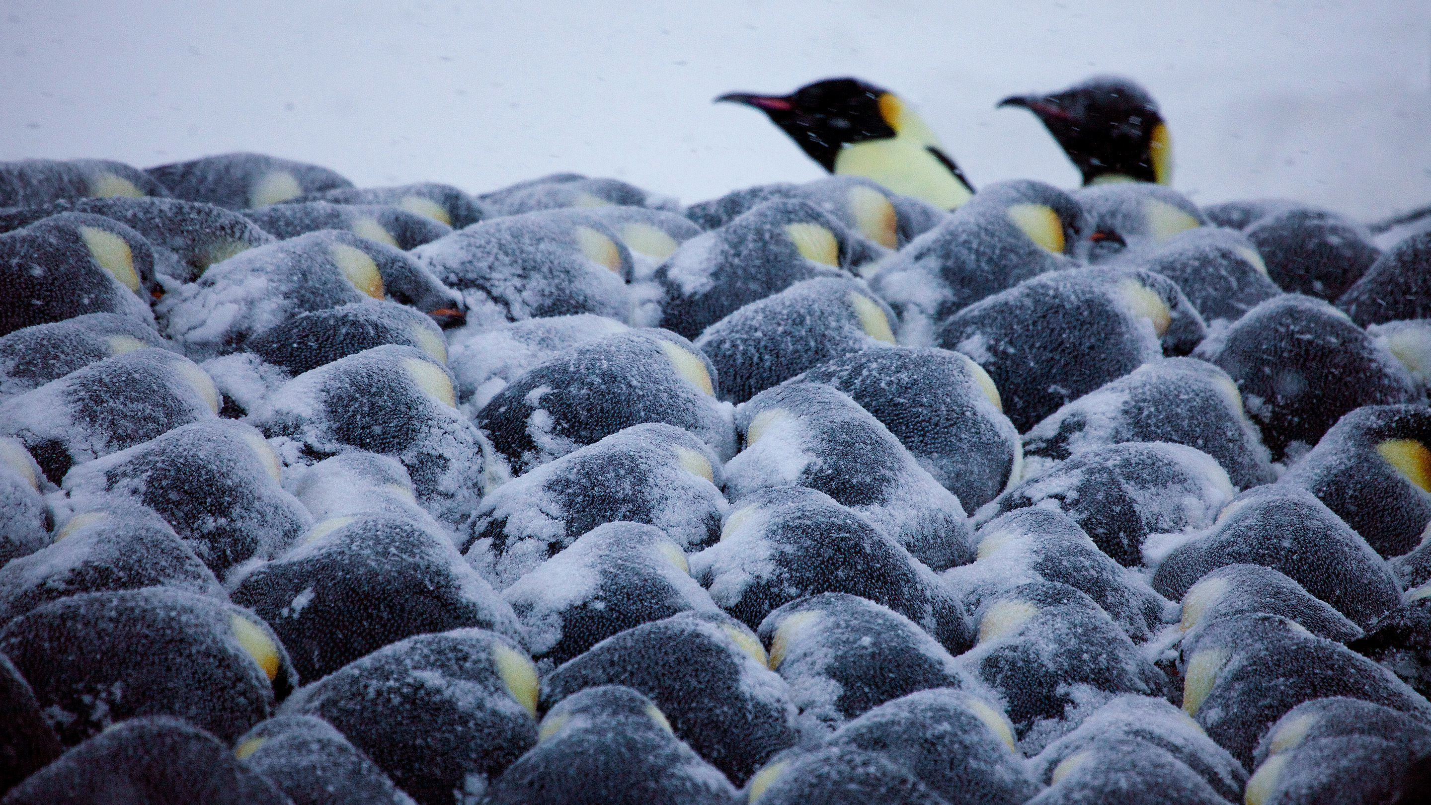 Photo of emperor penguins huddling together for warmth, with two sticking their heads out