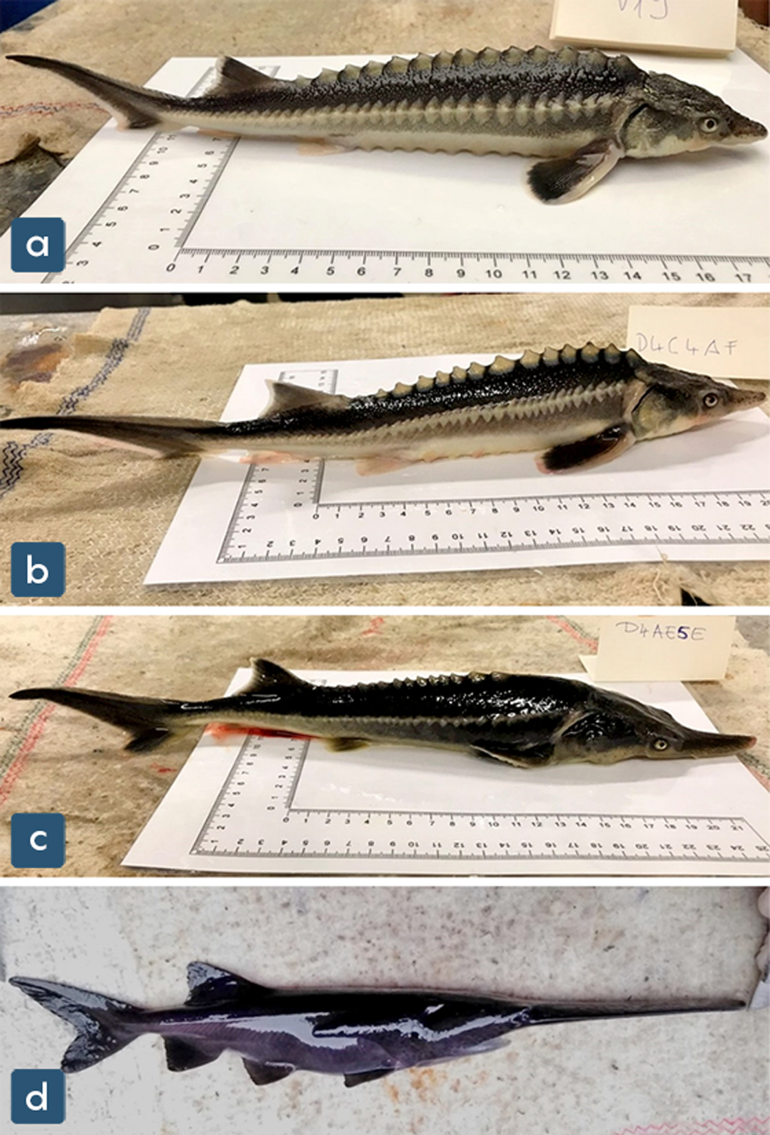 hoto comparison of a Russian sturgeon, a paddlefish and two forms of their hybrids.