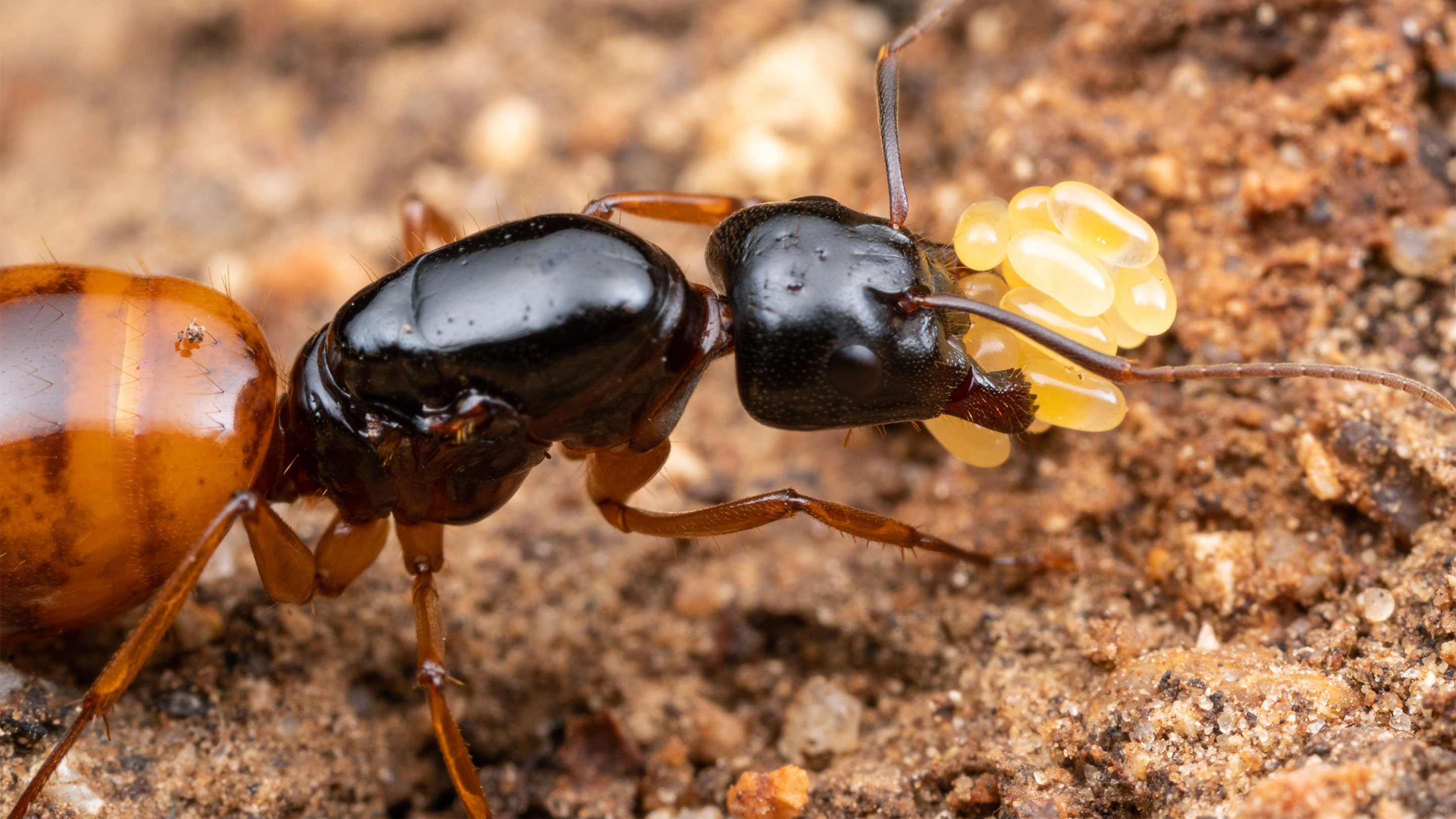 Close-up photo of a carpenter ant queen carrying eggs.