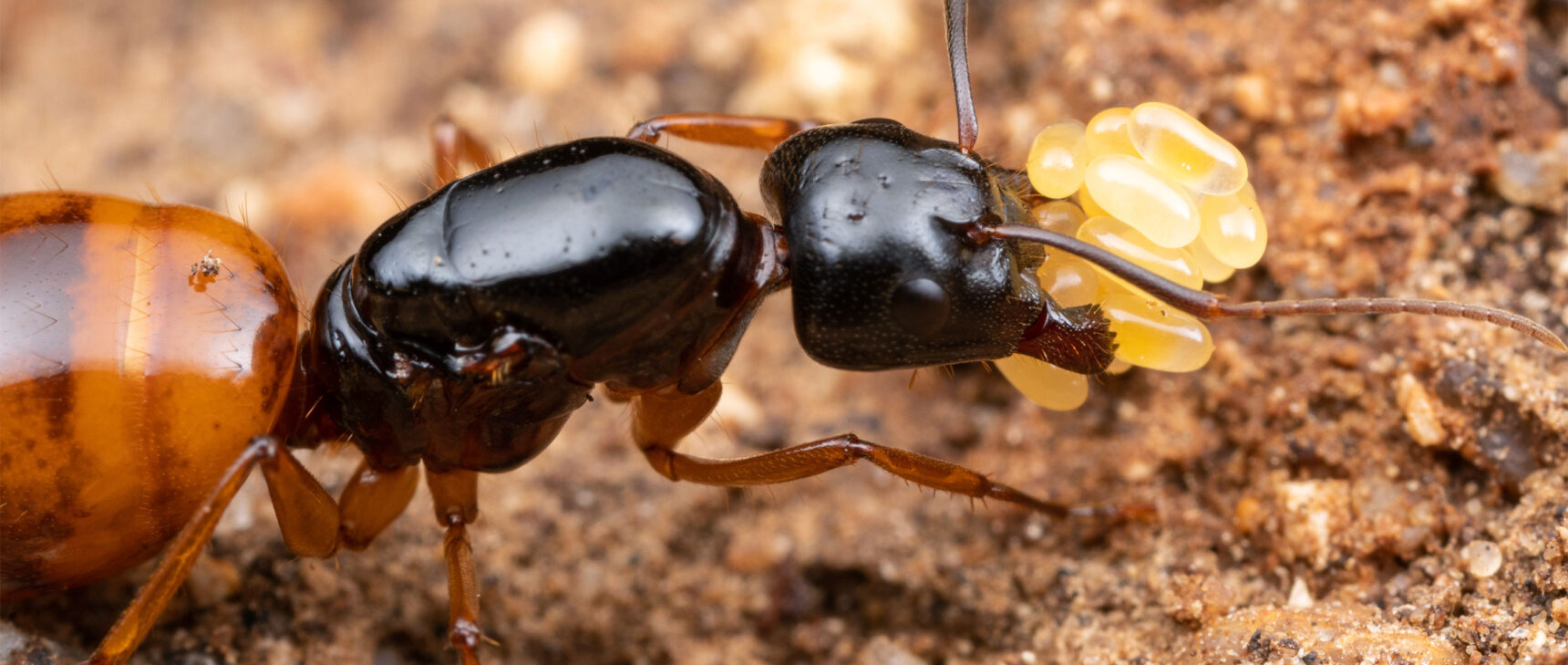 Close-up photo of a carpenter ant queen carrying eggs.