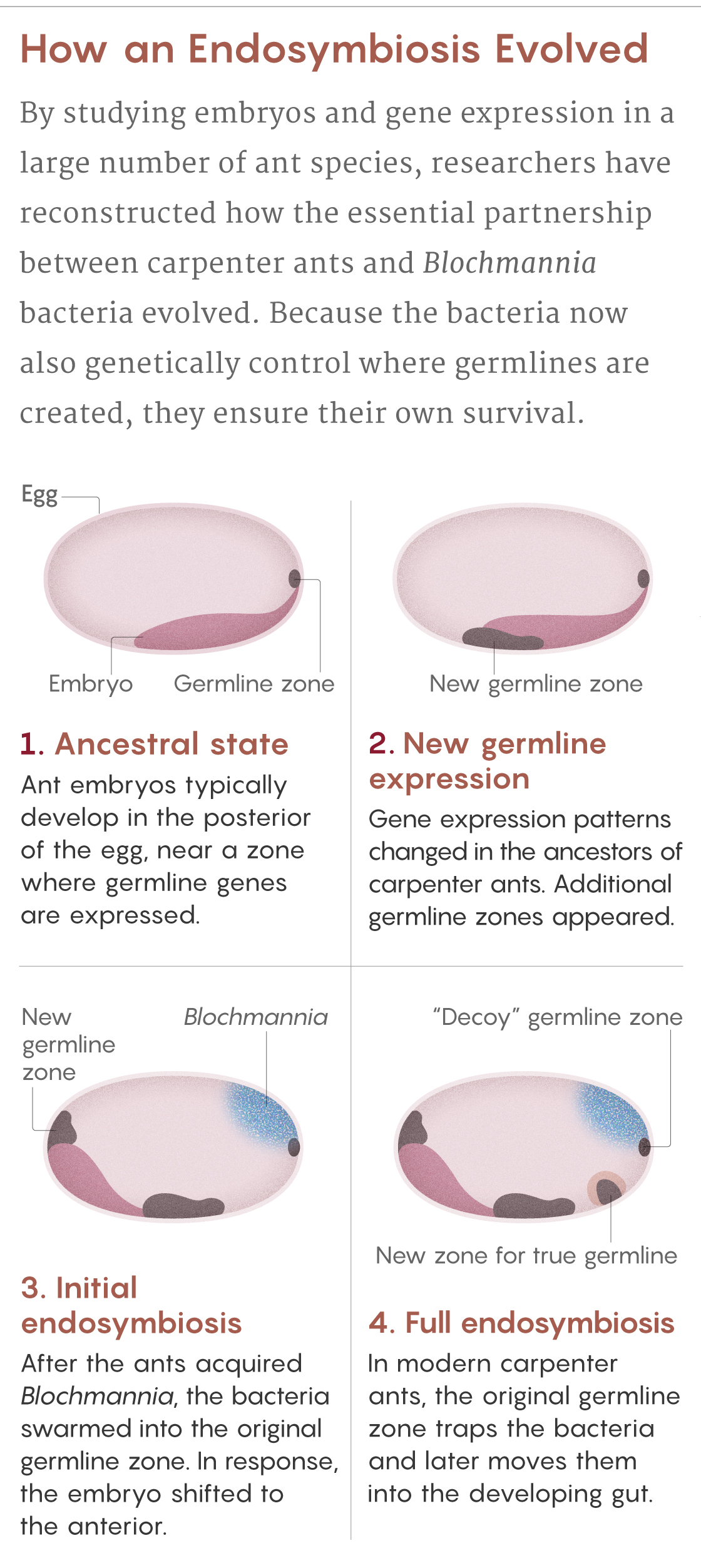 Figure showing the four steps in the evolution of the endosymbiosis between Blochmannia bacteria and carpenter ants.