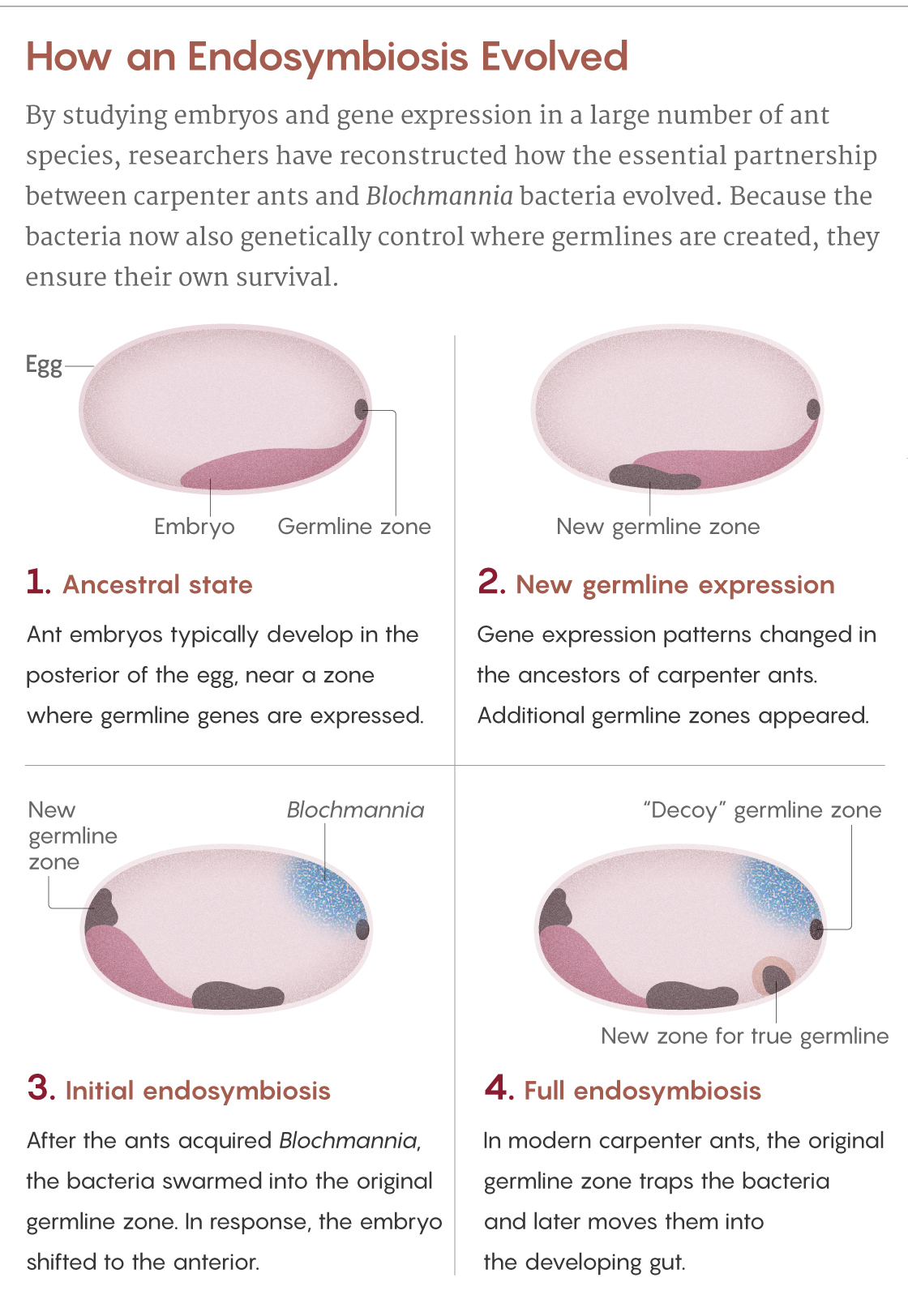 Figure showing the four steps in the evolution of the endosymbiosis between Blochmannia bacteria and carpenter ants.