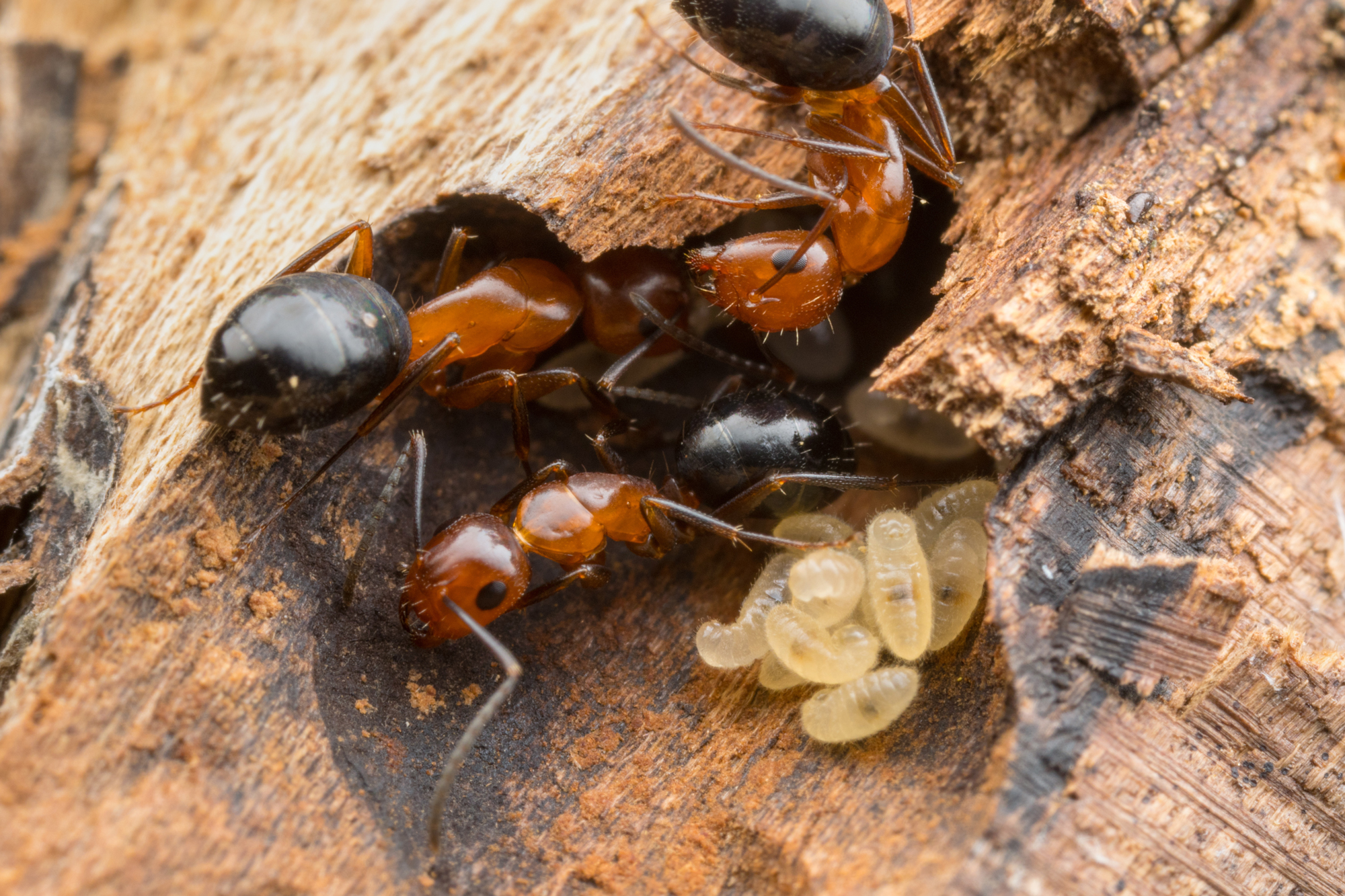 Photo of carpenter ants with eggs on a rotting piece of wood.