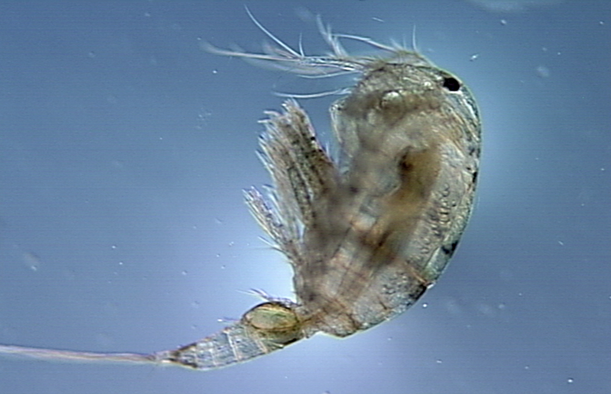 Close-up photograph of a copepod infested with a tapeworm larva.