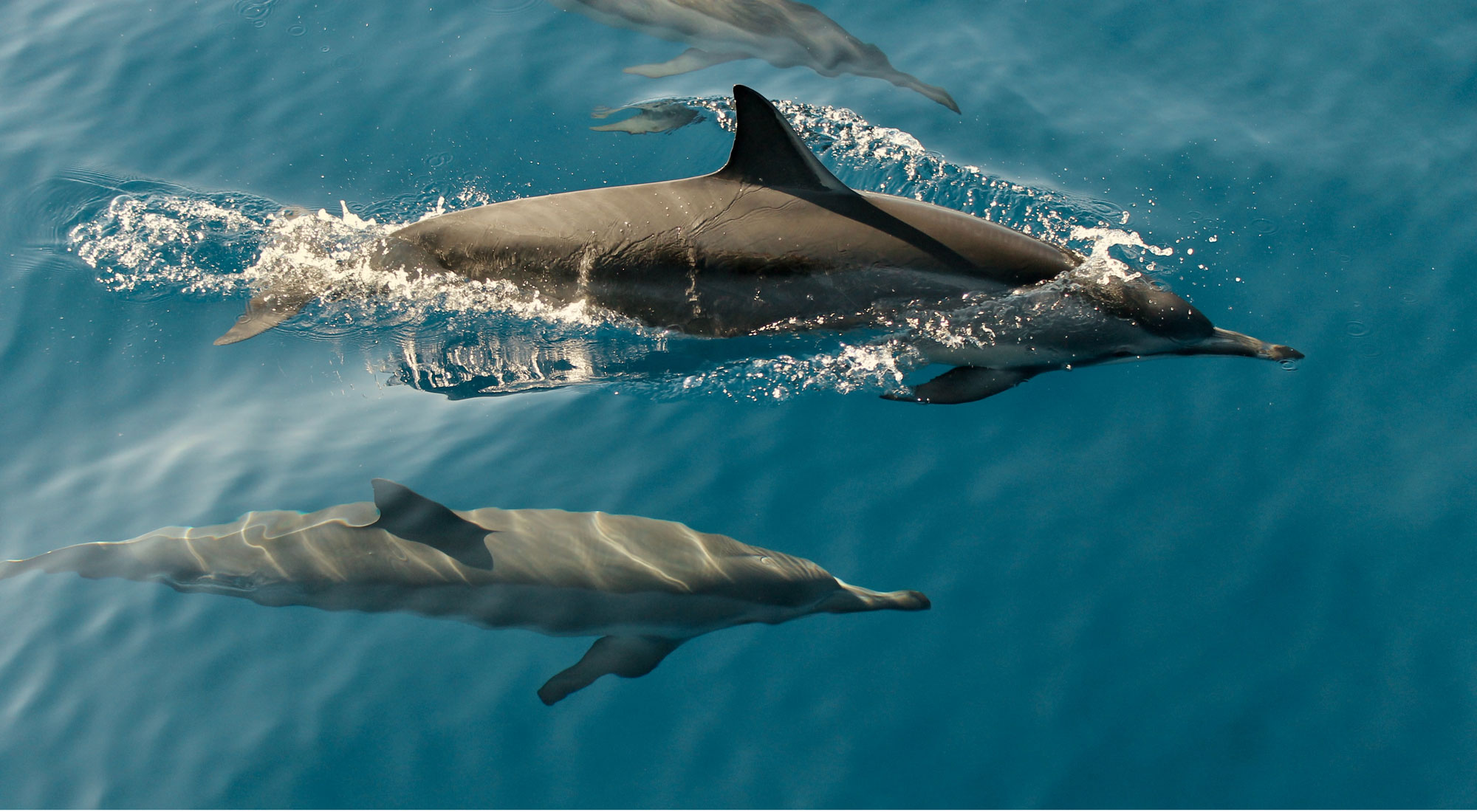 Photograph of a pair of dolphins swimming at the ocean’s surface.