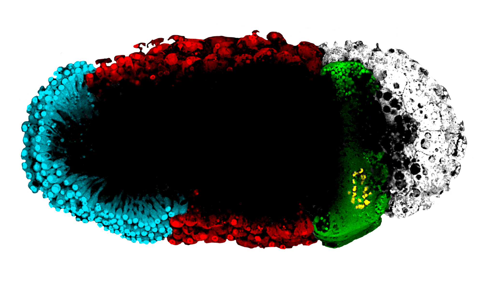 Cross-section of a carpenter ant embryo.