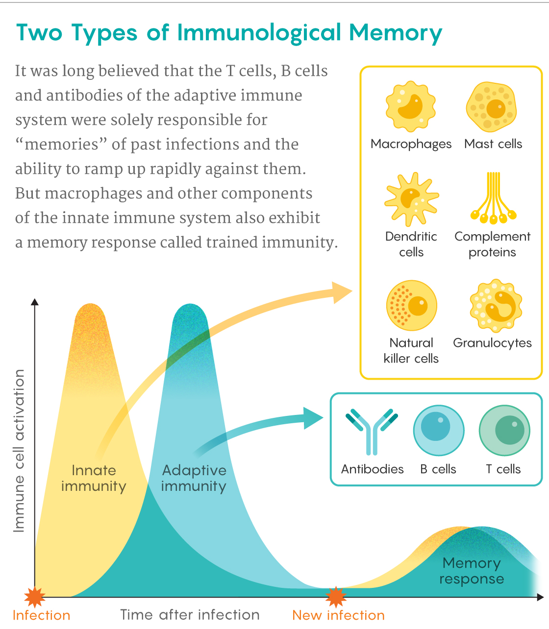 A figure that describes how both the innate and adaptive arms of the immune system contribute to memories of infections.