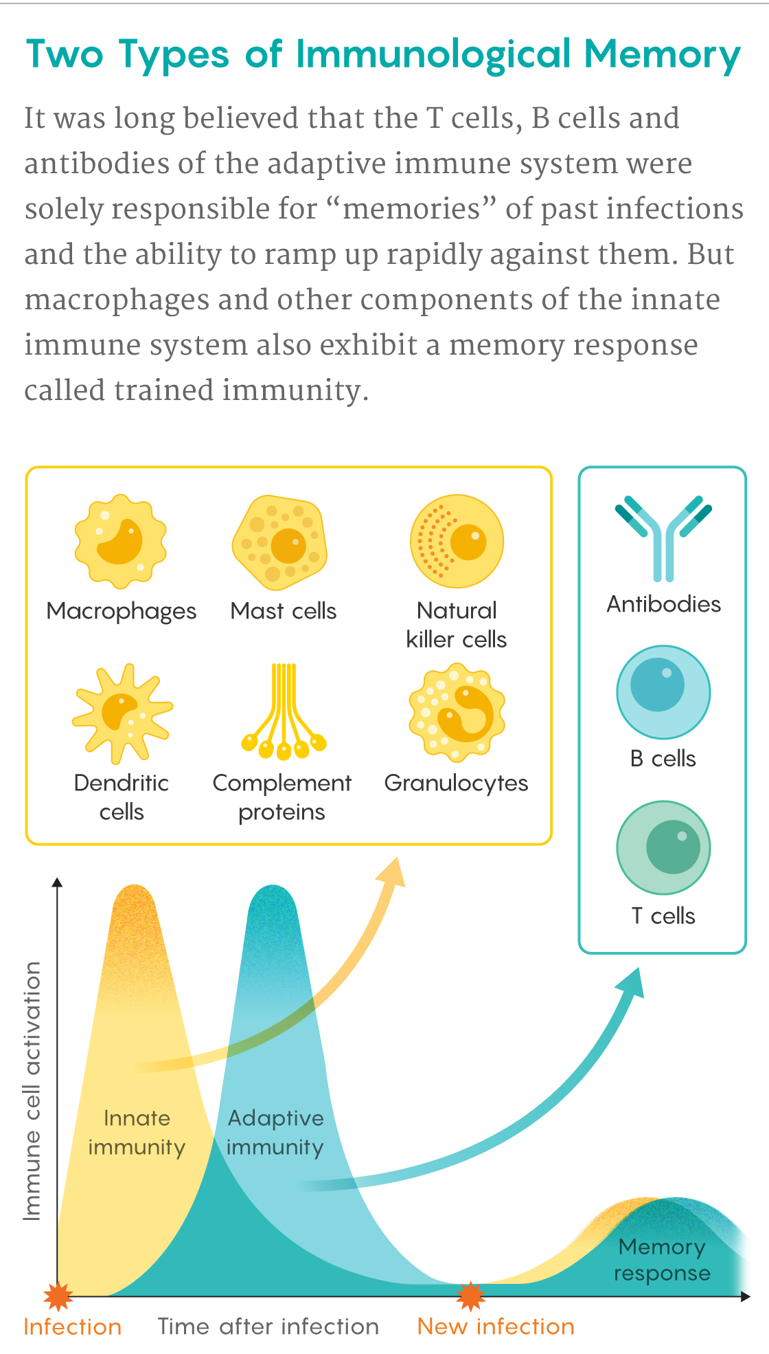 A figure that describes how both the innate and adaptive arms of the immune system contribute to memories of infections.